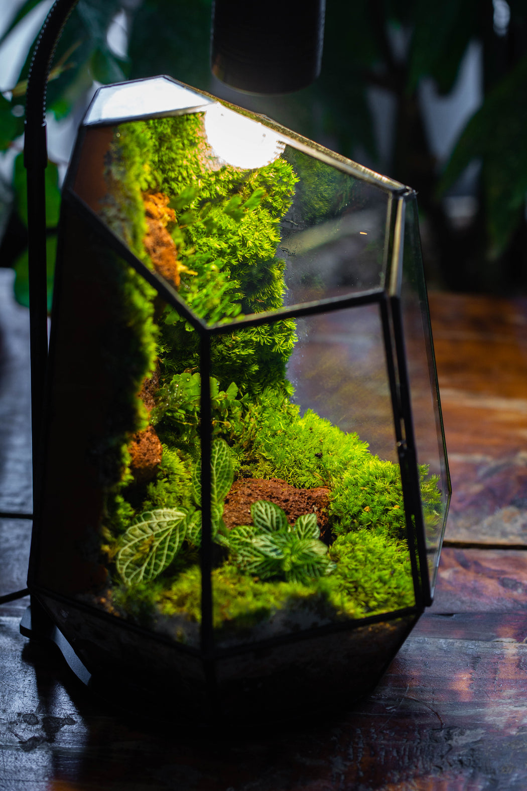 Rainforest terrarium project: Live Moss Wall Iregular Terrarium Building Kit with matching LED Grow Light and Base - NCYPgarden
