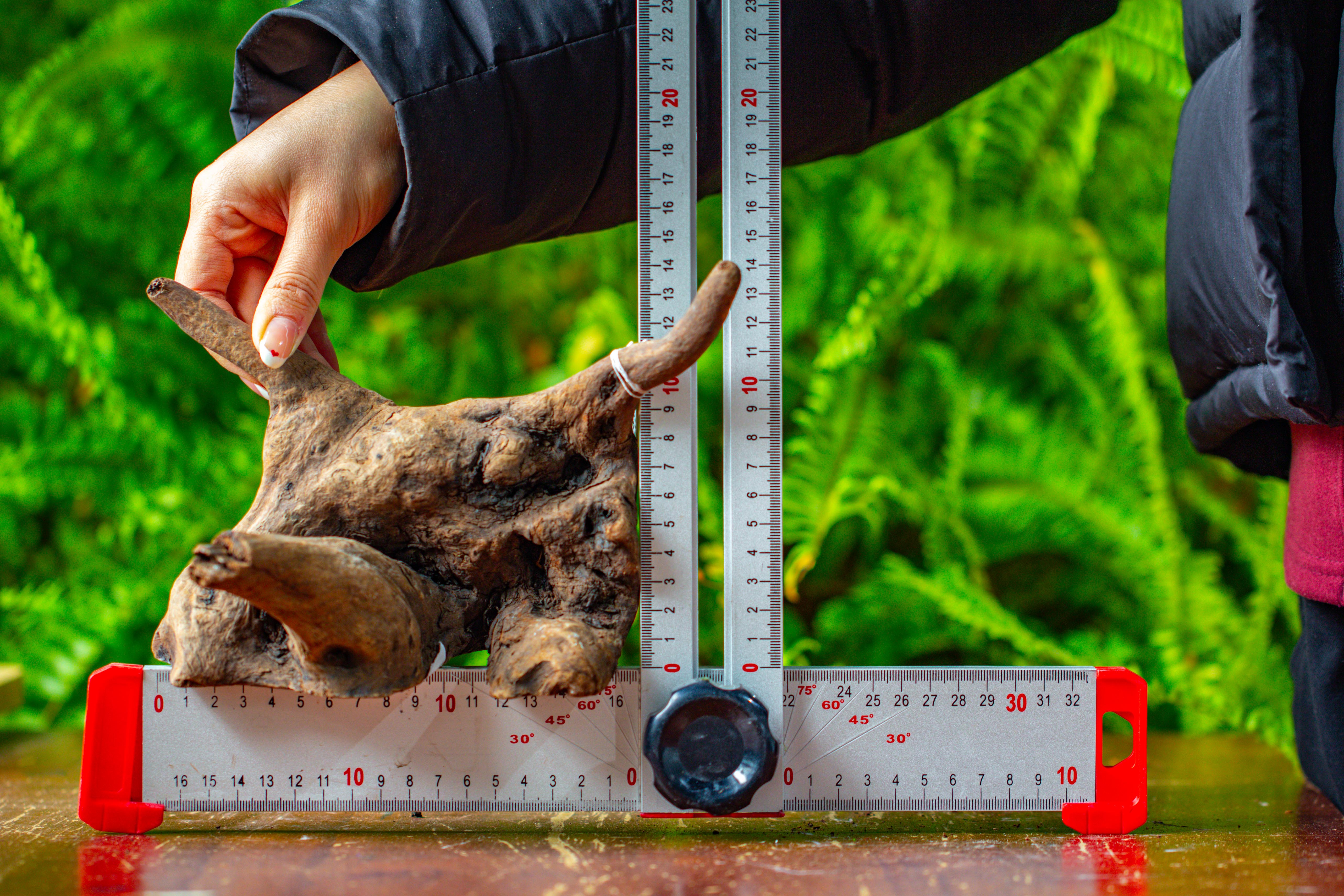 driftwood for moss terrarium, miniature, micro landscape,TS004 - NCYPgarden