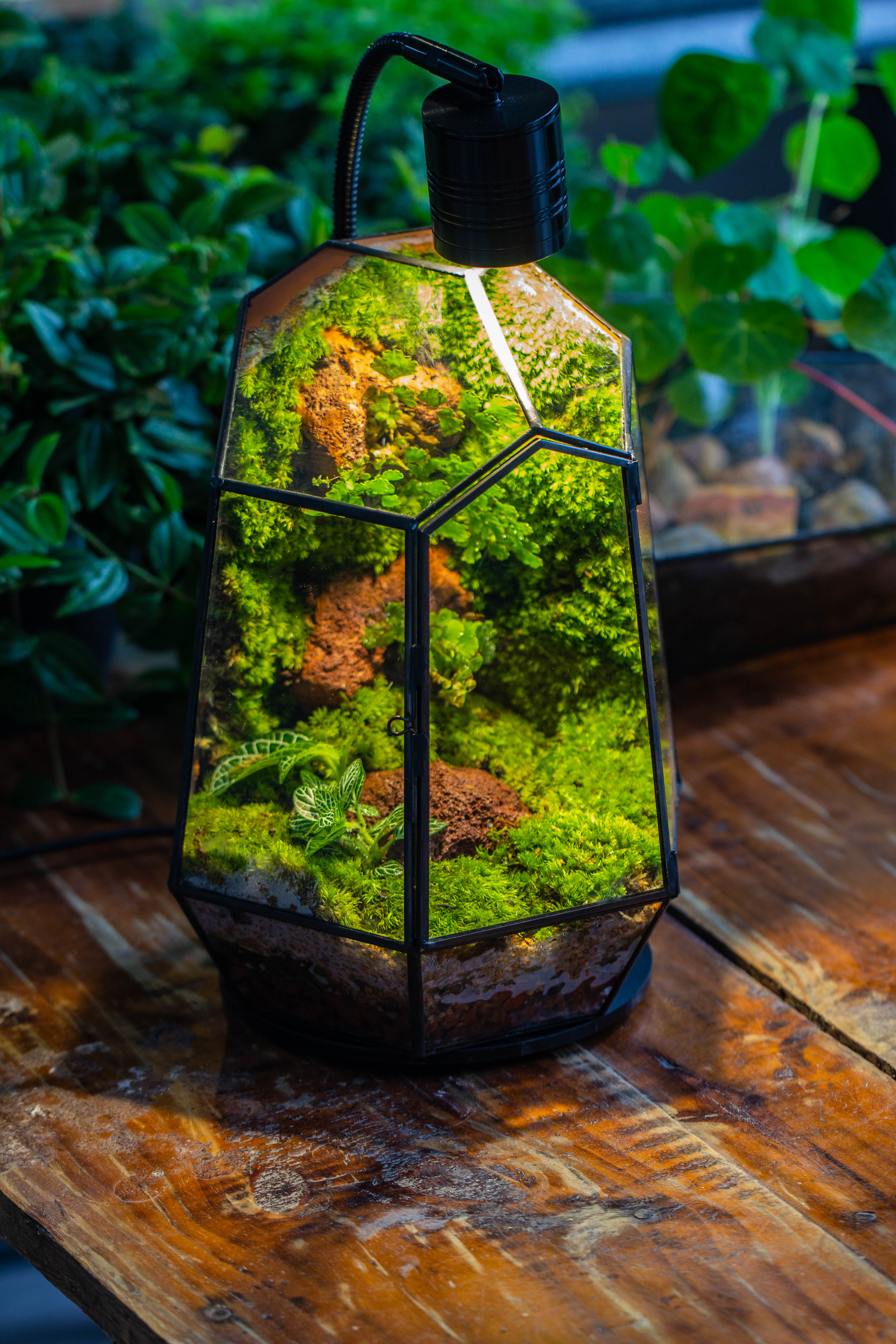 5W Warm White Black LED Grow Light adjustable with Black Matte Stand, or terrarium, moss, shade plants, Multi Size Available customizable     -34cm / 13.4 - NCYPgarden