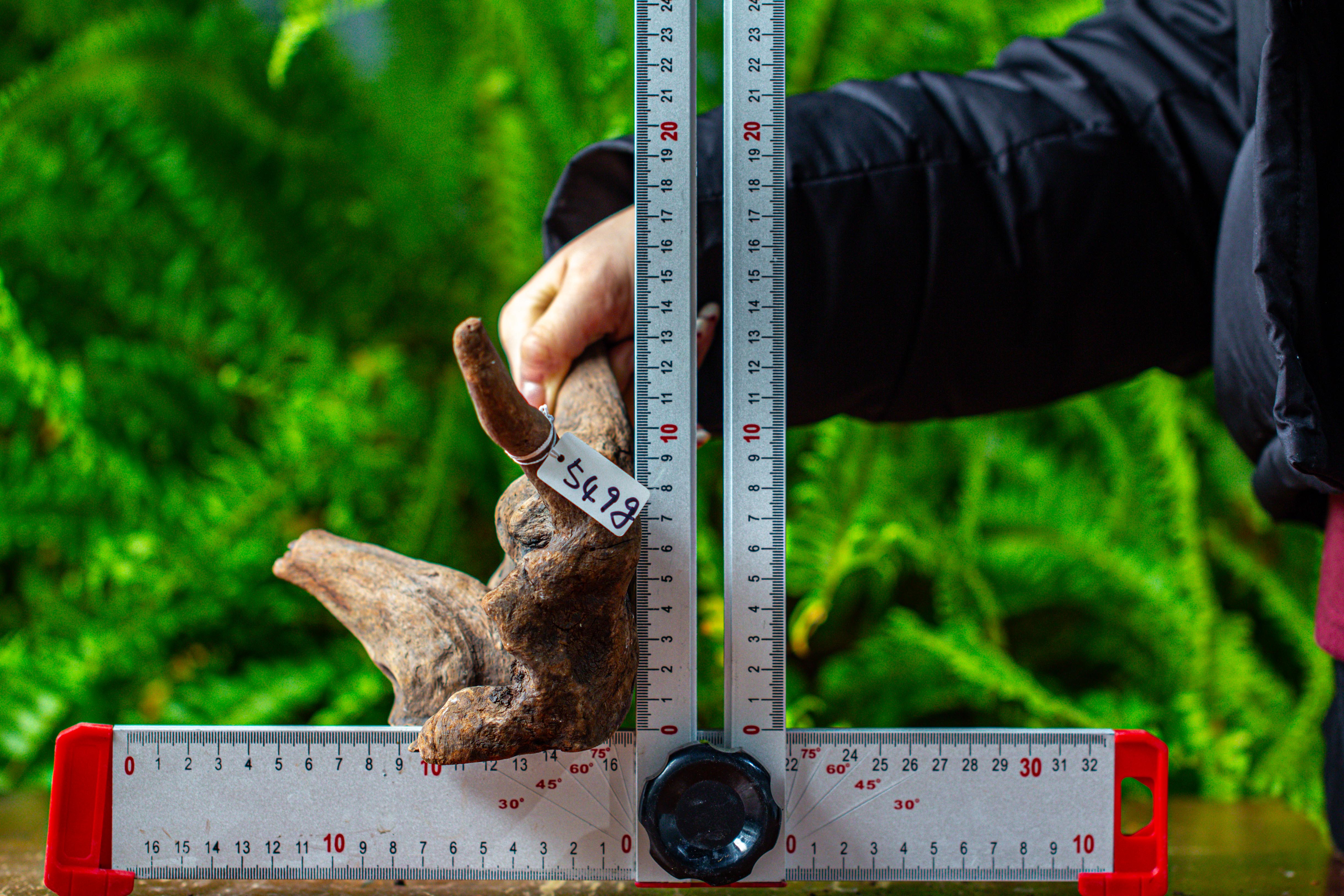 driftwood for moss terrarium, miniature, micro landscape,TS004 - NCYPgarden