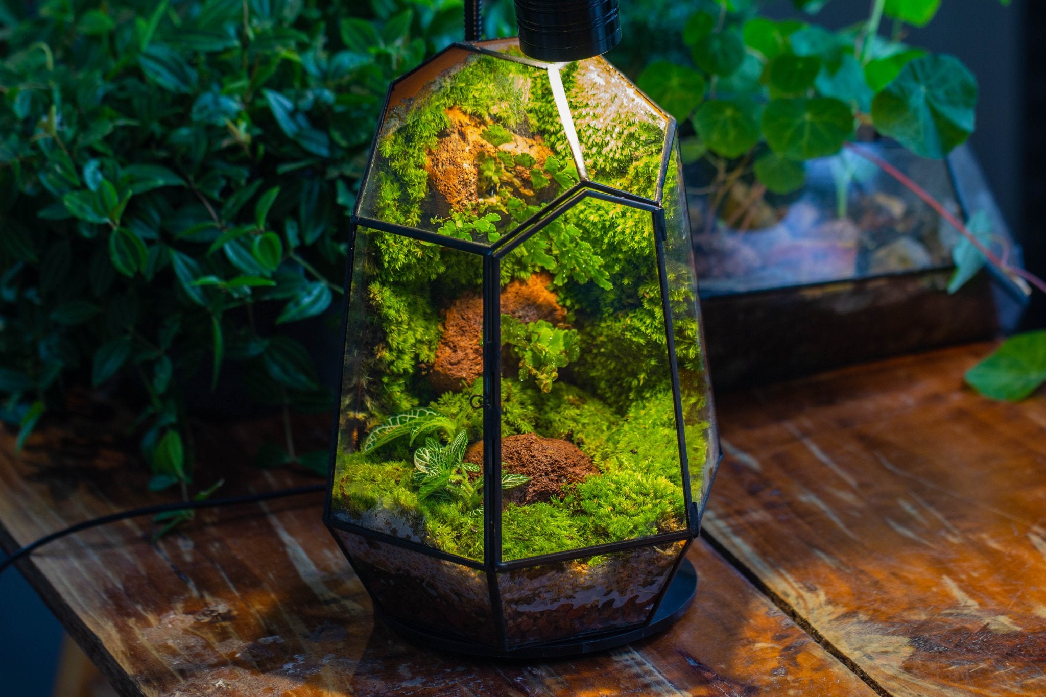 rainforest plants for terrarium Rainforest terrarium Building DIY Set – NCYPgarden