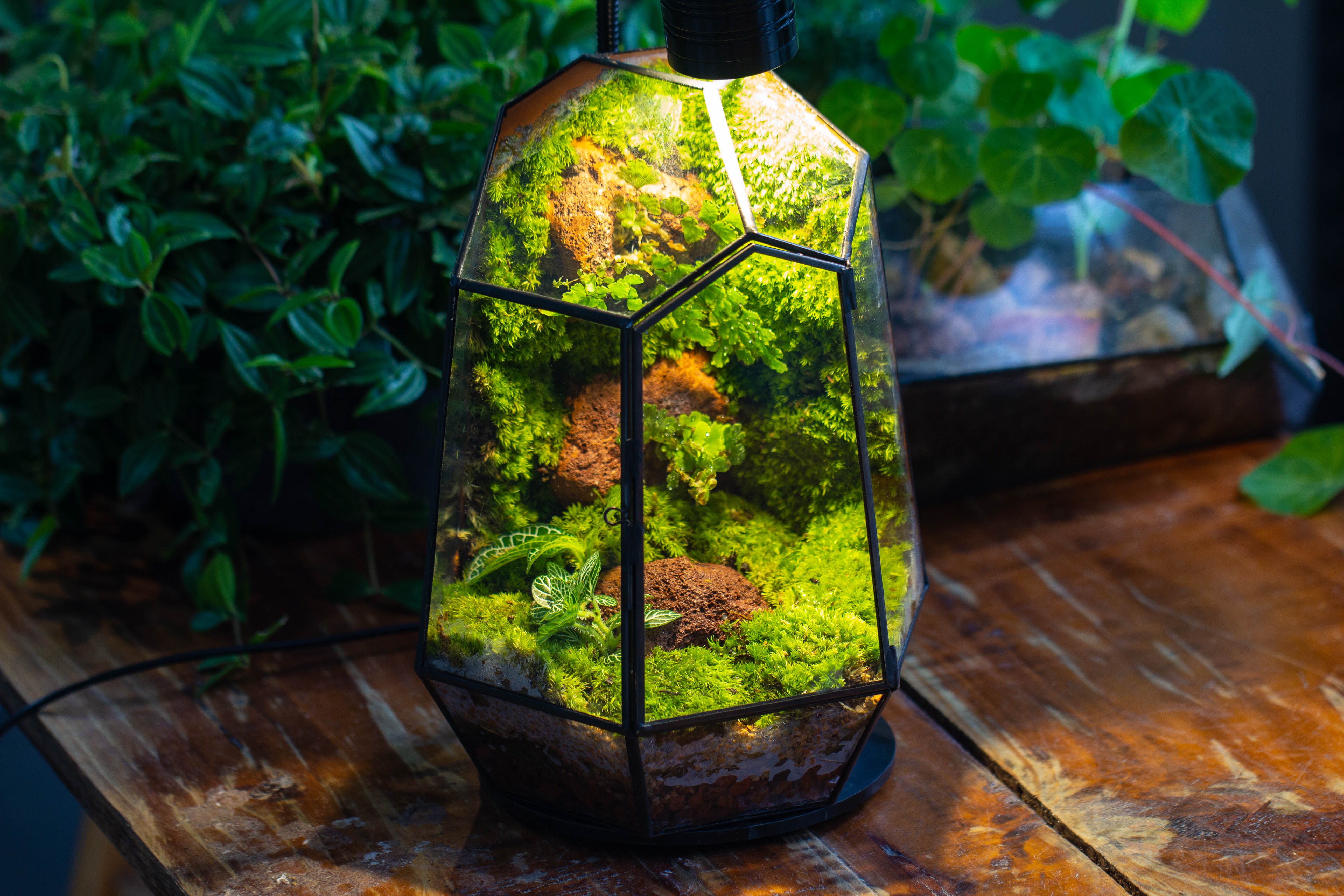 Rainforest terrarium project: Live Moss Wall Iregular Terrarium Building Kit with matching LED Grow Light and Base - NCYPgarden