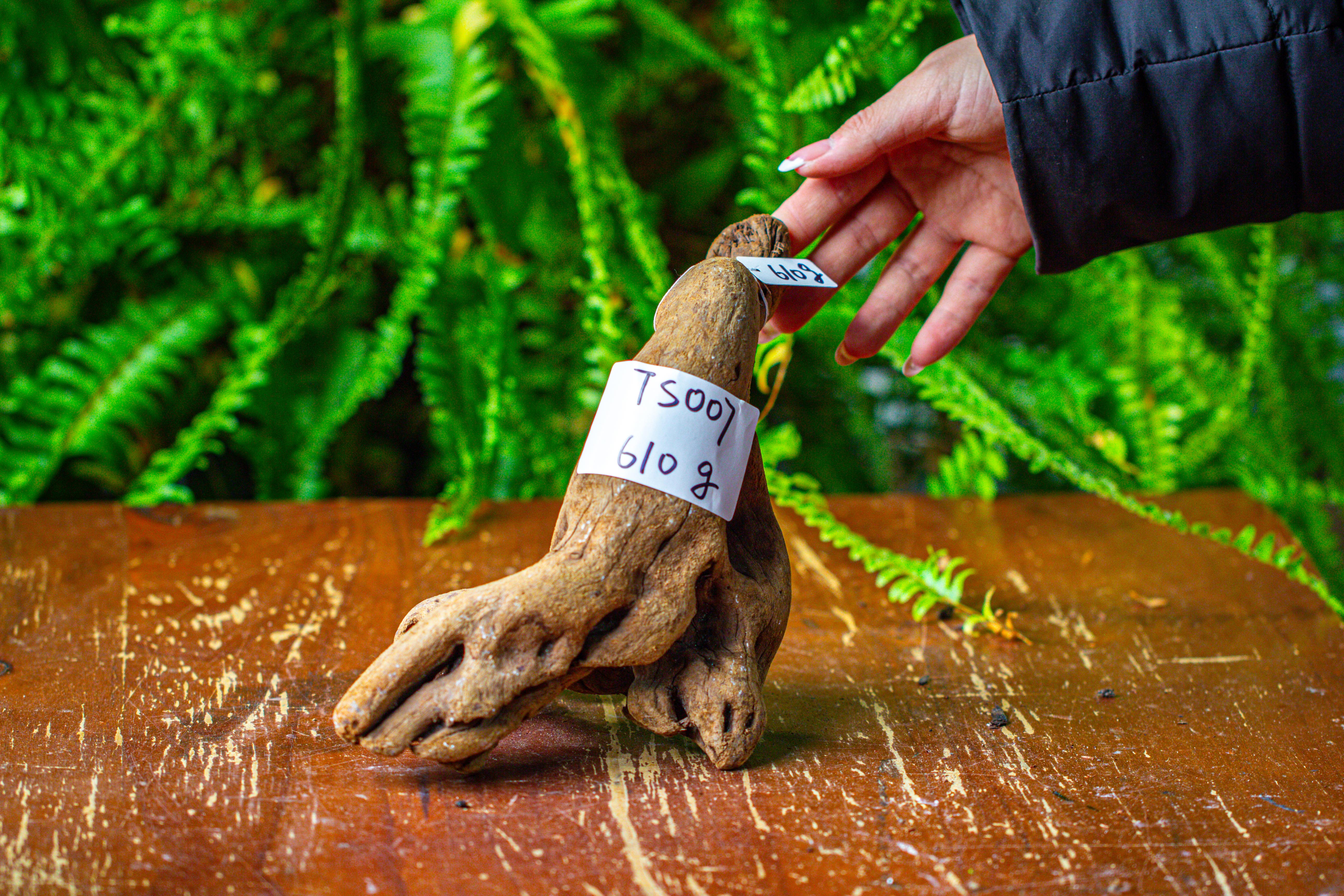 driftwood for moss terrarium, miniature, micro landscape,TS007 - NCYPgarden