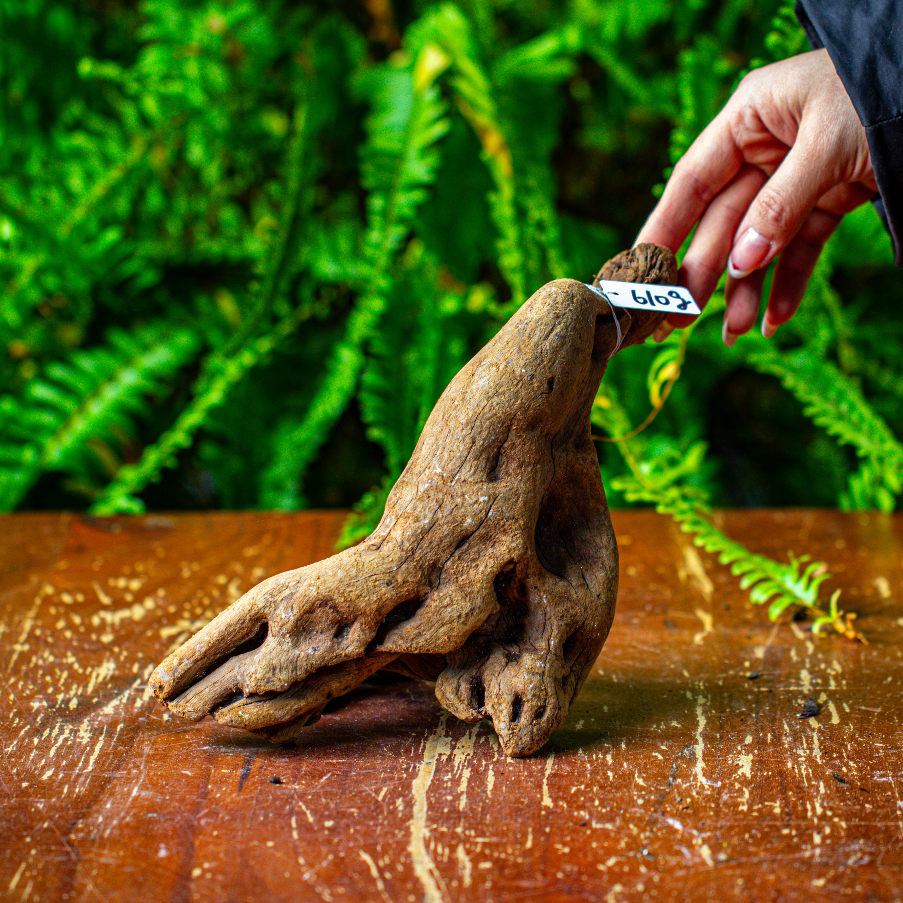 driftwood for moss terrarium, miniature, micro landscape,TS007 - NCYPgarden