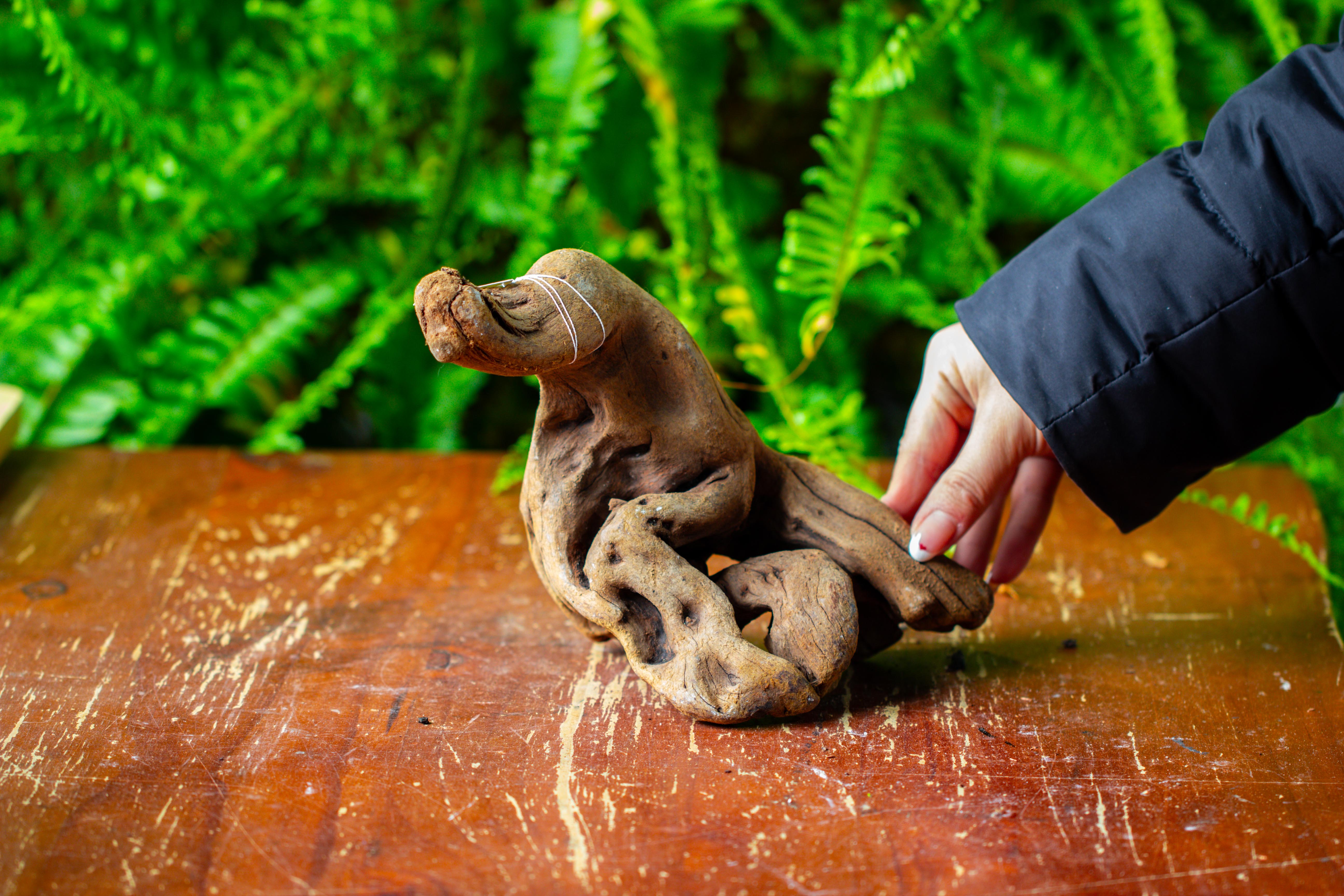driftwood for moss terrarium, miniature, micro landscape,TS007 - NCYPgarden