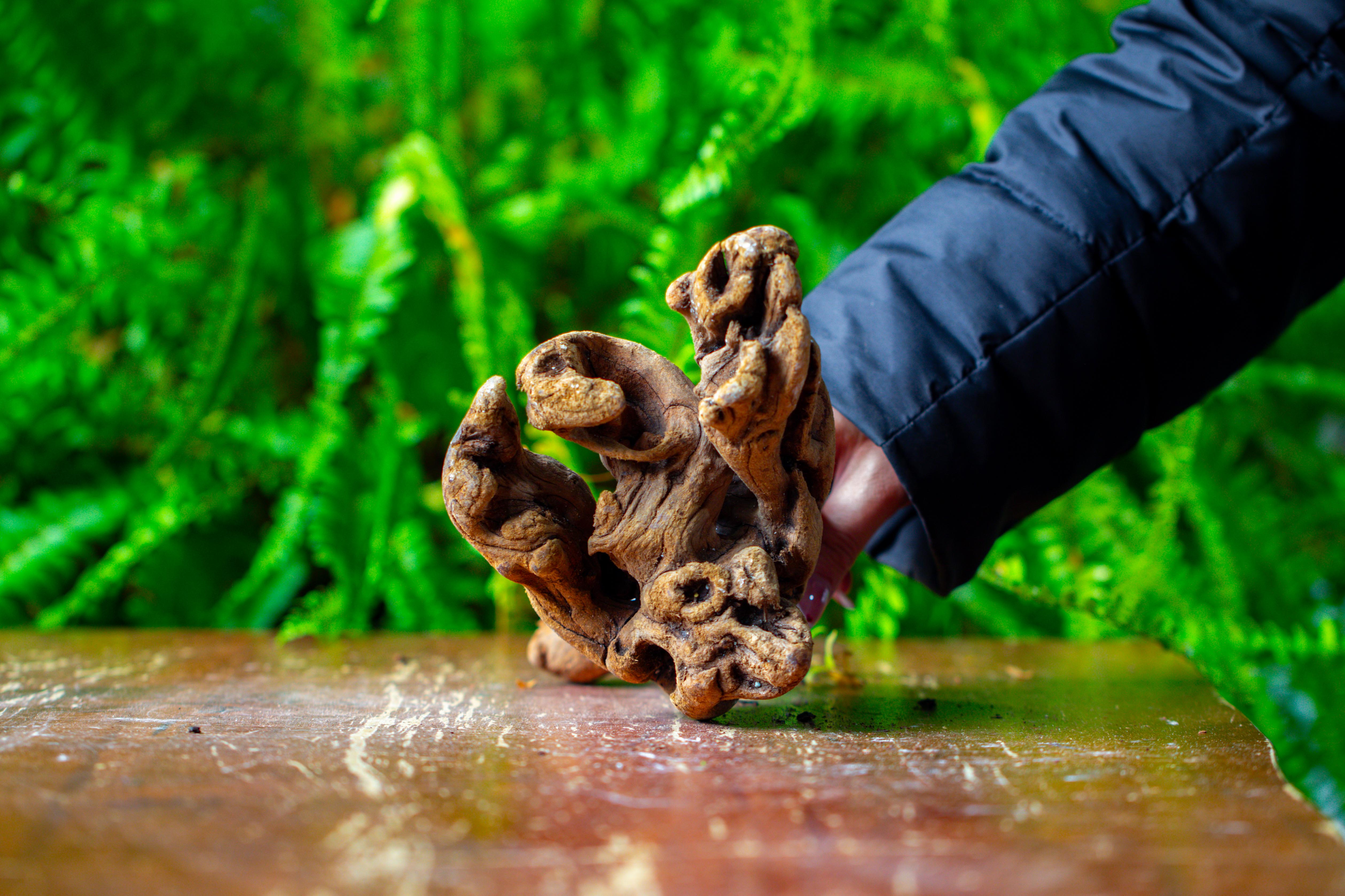 driftwood for moss terrarium, miniature, micro landscape,TS007 - NCYPgarden