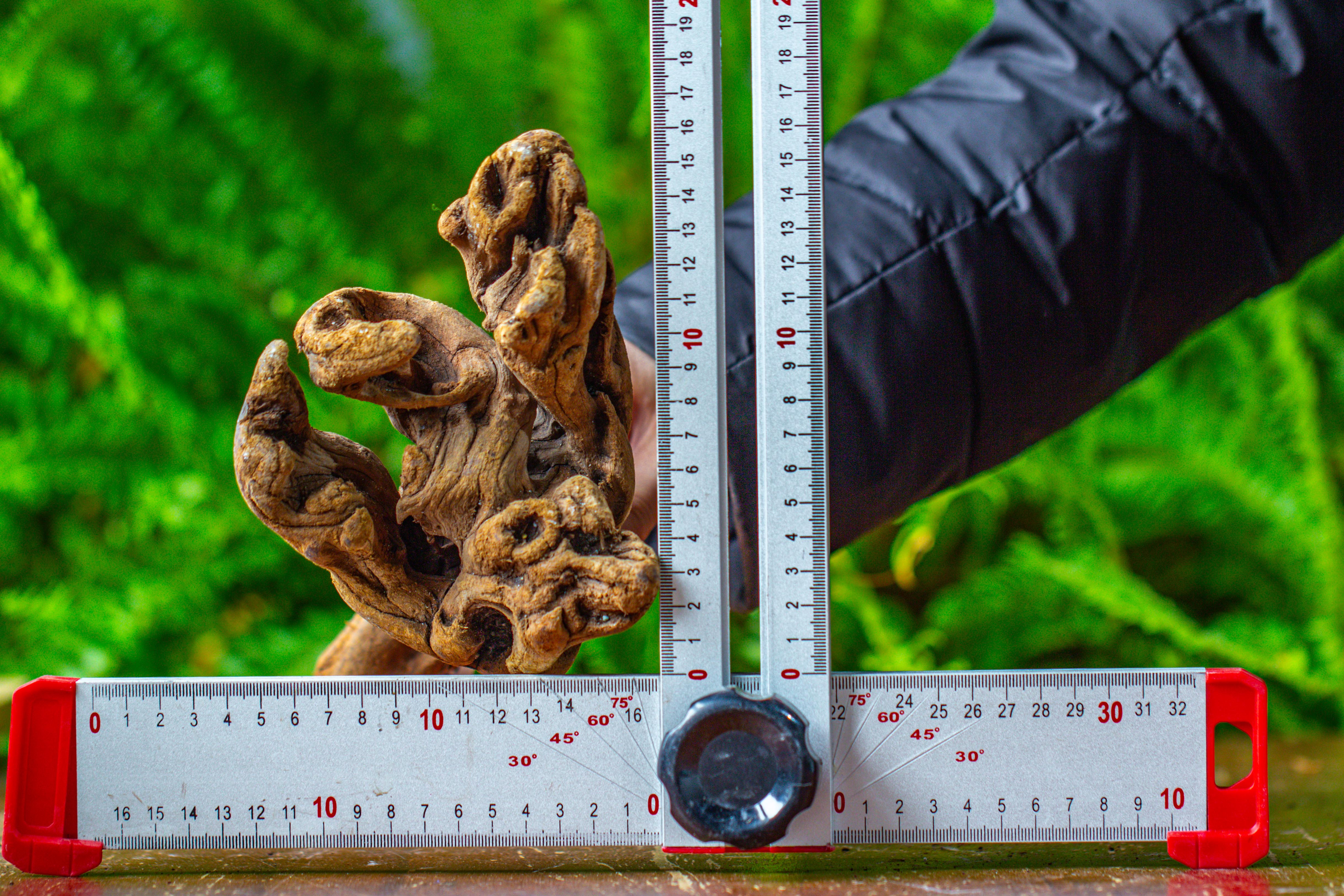 driftwood for moss terrarium, miniature, micro landscape,TS007 - NCYPgarden