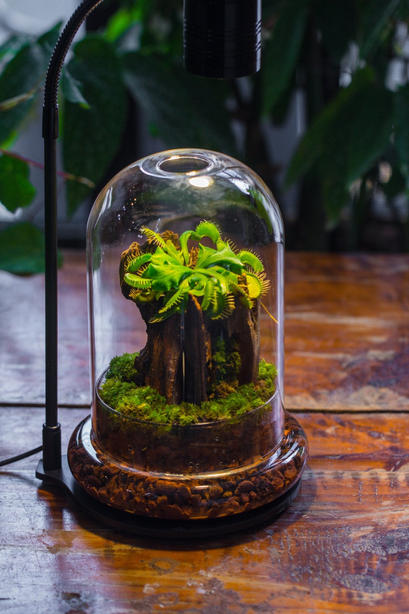 indoor cloche plants Glass Dome Cloche Set with Air Hole