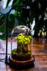 Round Glass Cloche terrarium 12 cm diameter x 18cm height with matching Warm White Spot LED grow Light and base set - NCYPgarden