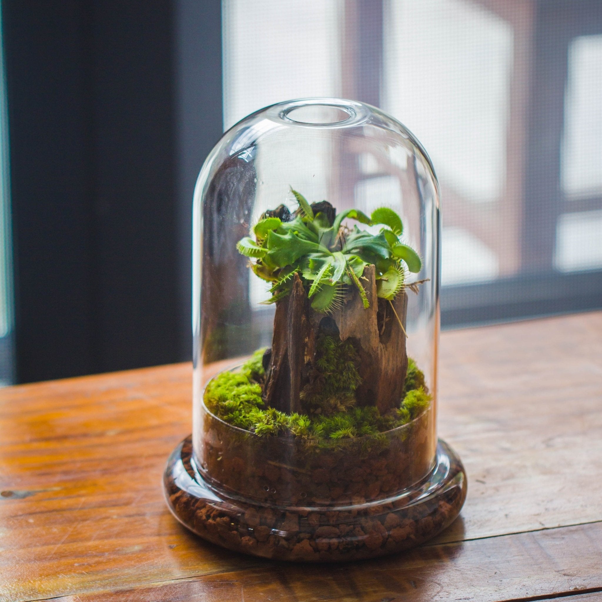 glass cloche for indoor plants Glass Dome Cloche Set with Air Hole