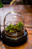 Round Glass Cloche terrarium 12 cm diameter x 12cm height with matching Warm White Spot LED grow Light and base set - NCYPgarden
