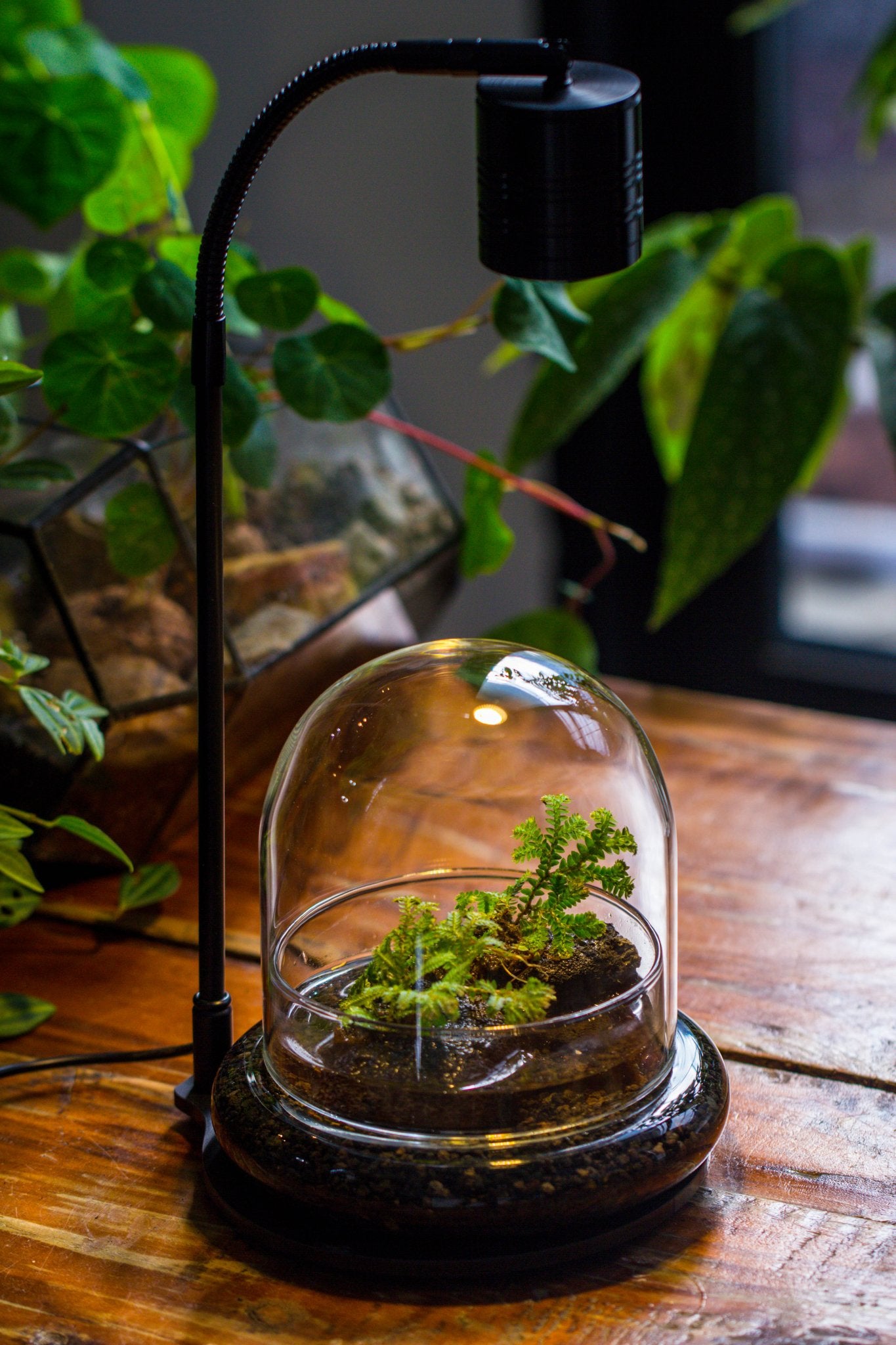 white plant grow light 5W Warm White Black LED Grow Light adjustable with Black Matte Stand, or terrarium, moss, shade plants, Multi Size Available customizable