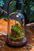 Round Glass Cloche terrarium 12 cm diameter x 20cm height with matching Warm White Spot LED grow Light and base set - NCYPgarden