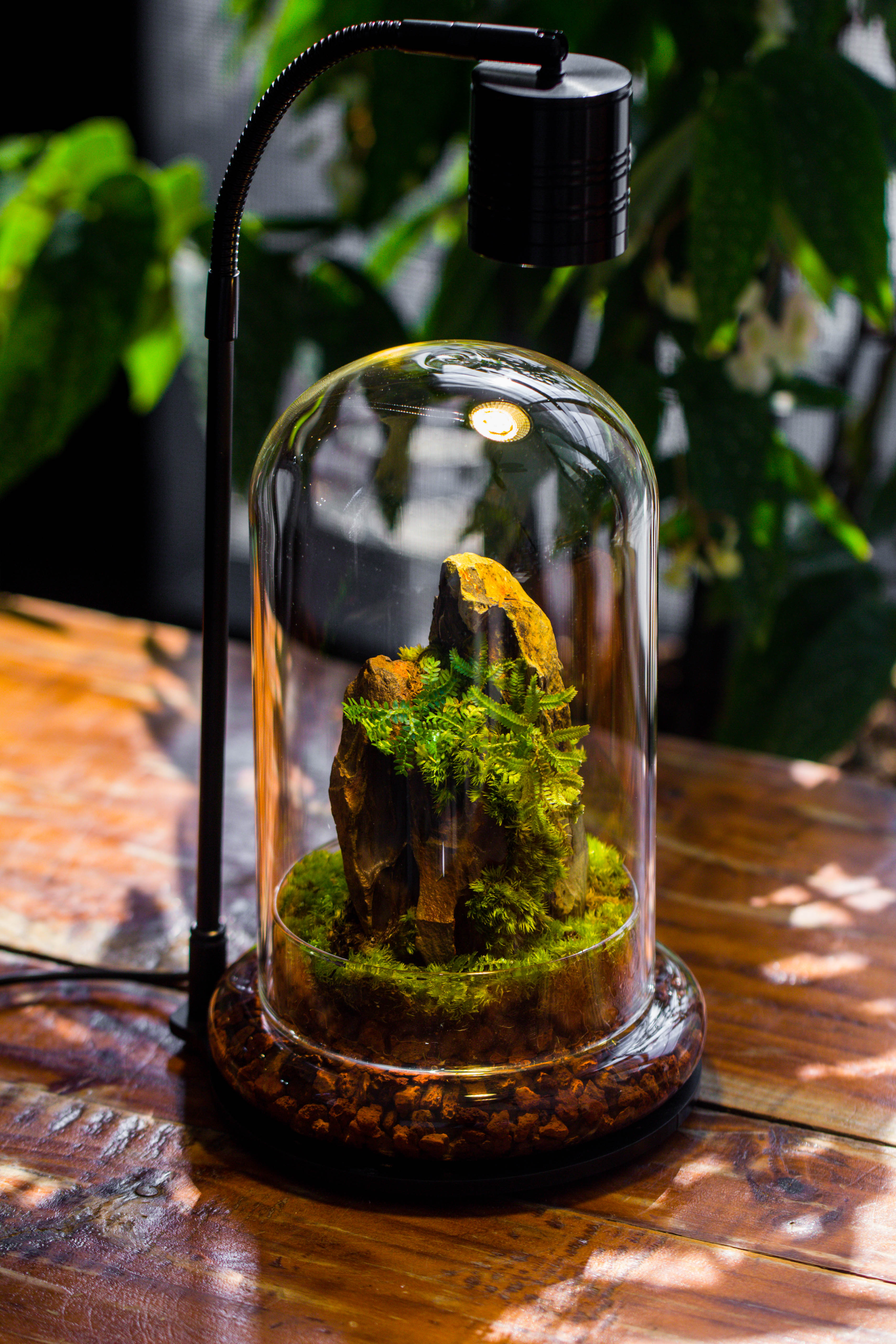 5W Warm White Black LED Grow Light adjustable with Black Matte Stand, or terrarium, moss, shade plants, Multi Size Available customizable     -34cm / 13.4 - NCYPgarden