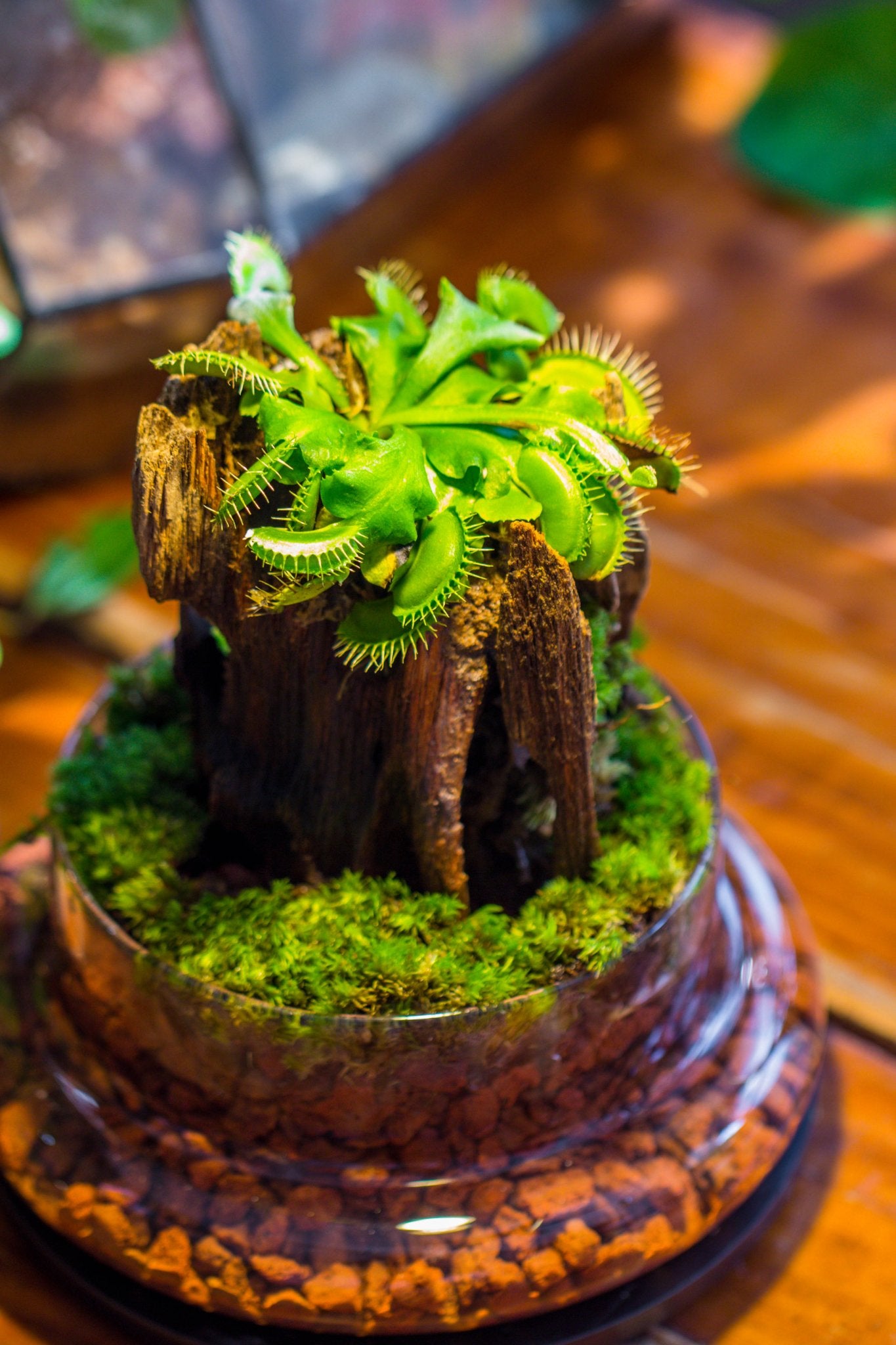 indoor plant cloche Glass Dome Cloche Set with Air Hole