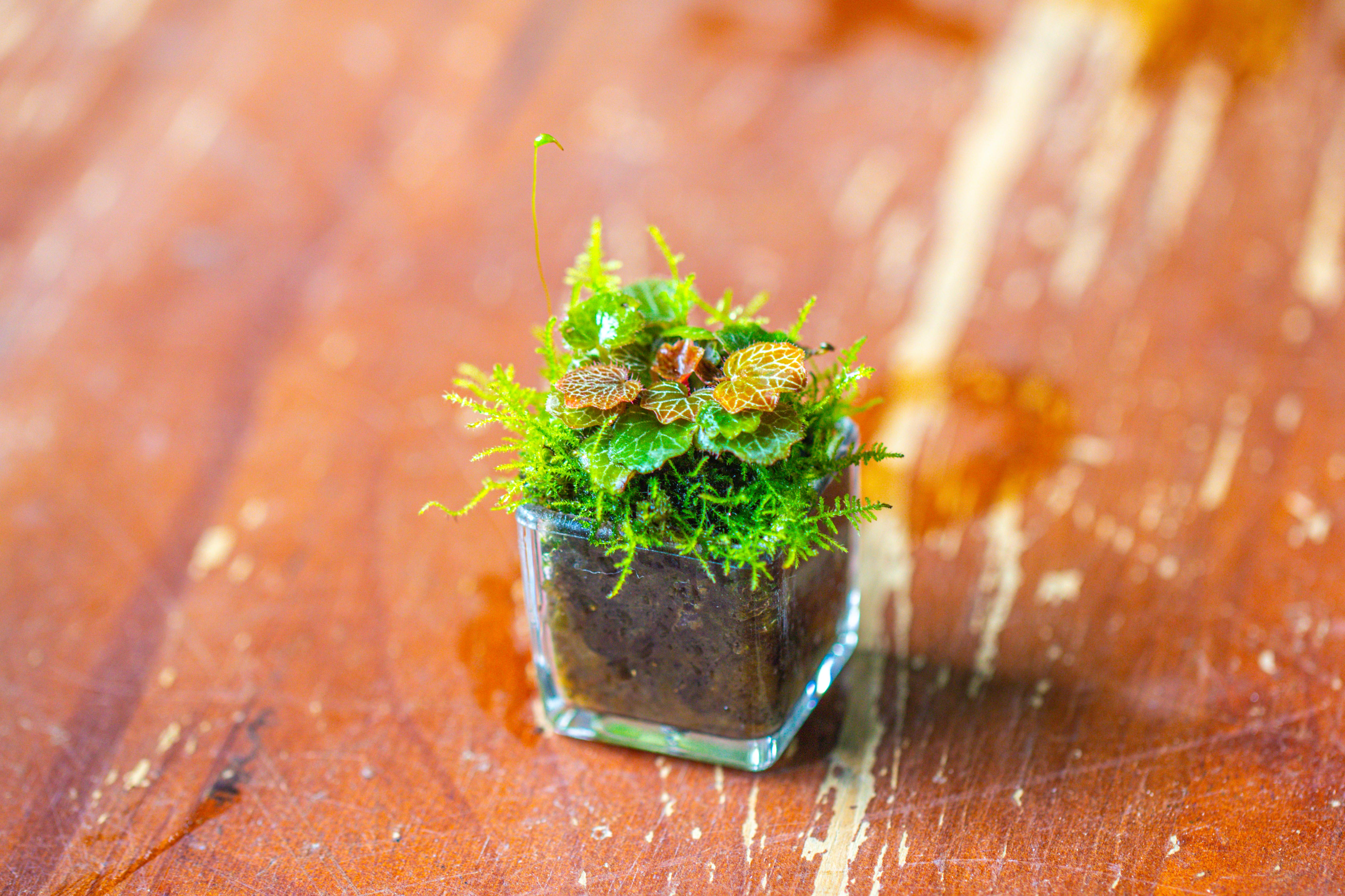 40 units Mini Acrylic Square Pot for Moss -3cm / 1.2" side length - NCYPgarden