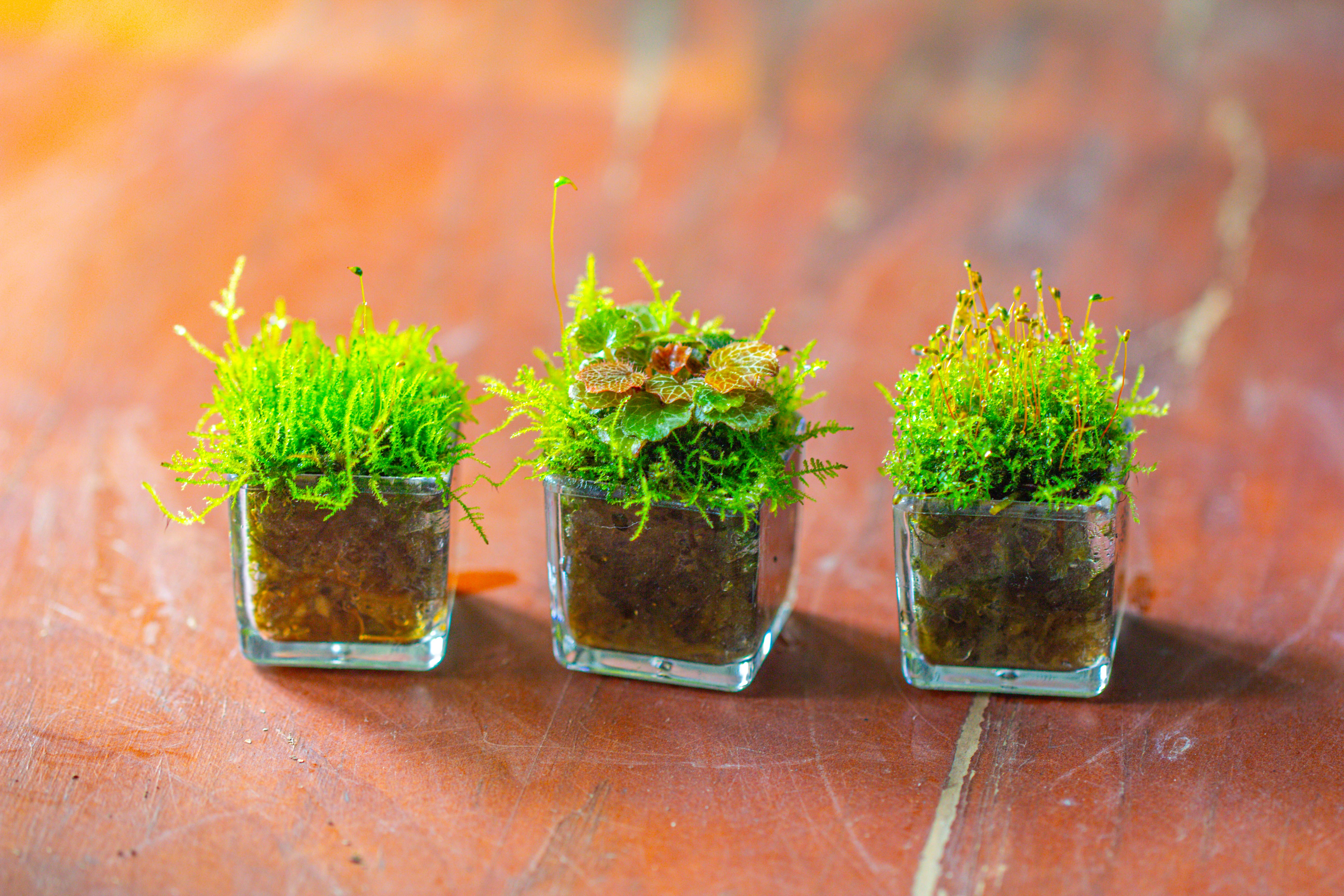 40 units Mini Acrylic Square Pot for Moss -3cm / 1.2" side length - NCYPgarden