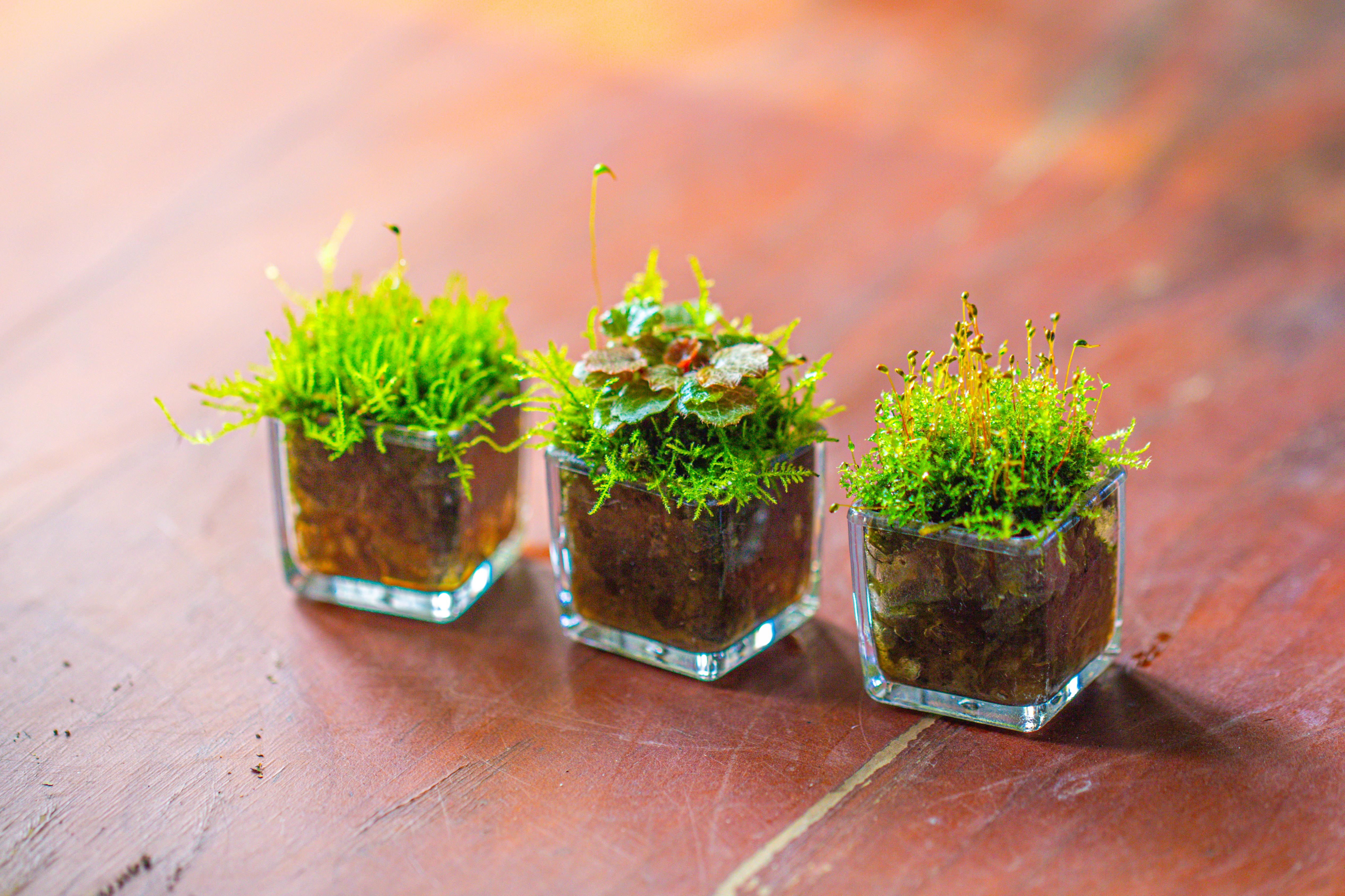 40 units Mini Acrylic Square Pot for Moss -3cm / 1.2" side length - NCYPgarden