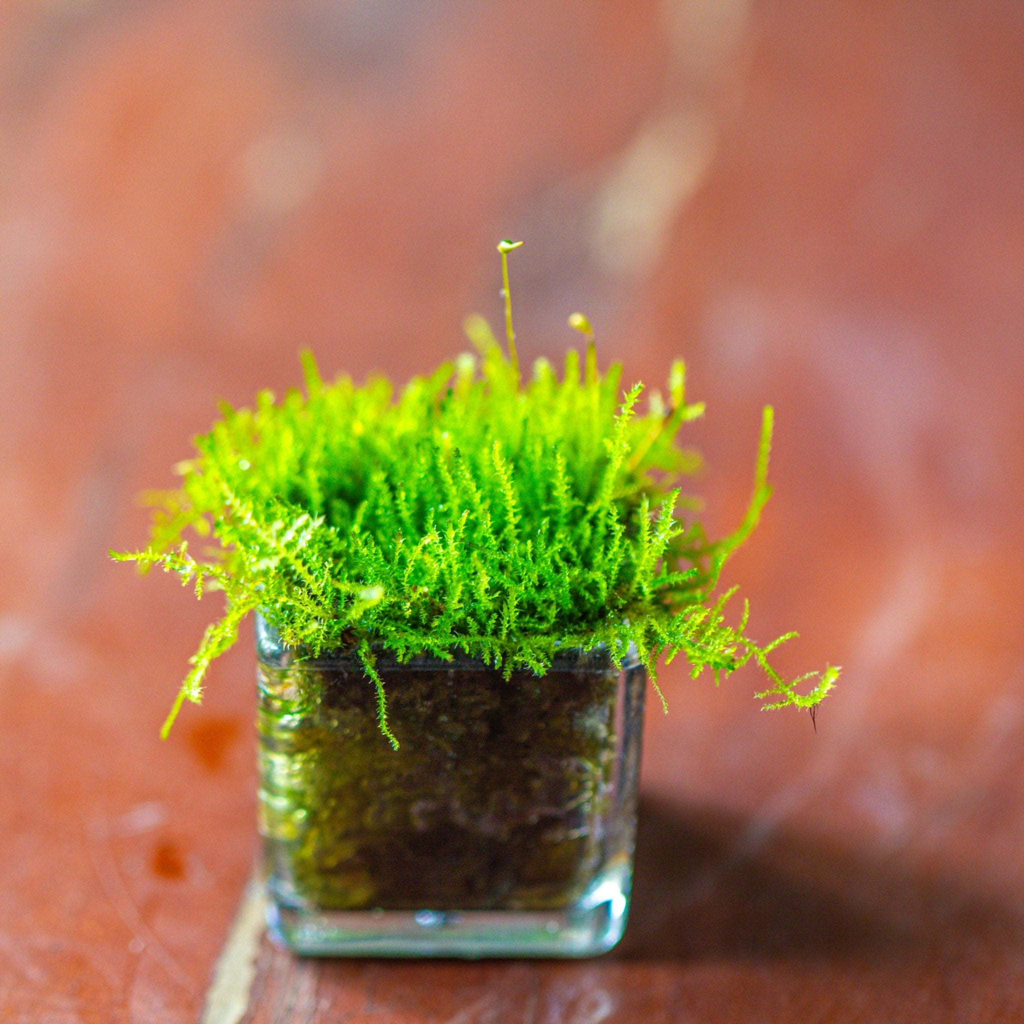 moss growing in potted plants 40 units Mini Acrylic Square Pot for Moss – NCYPgarden