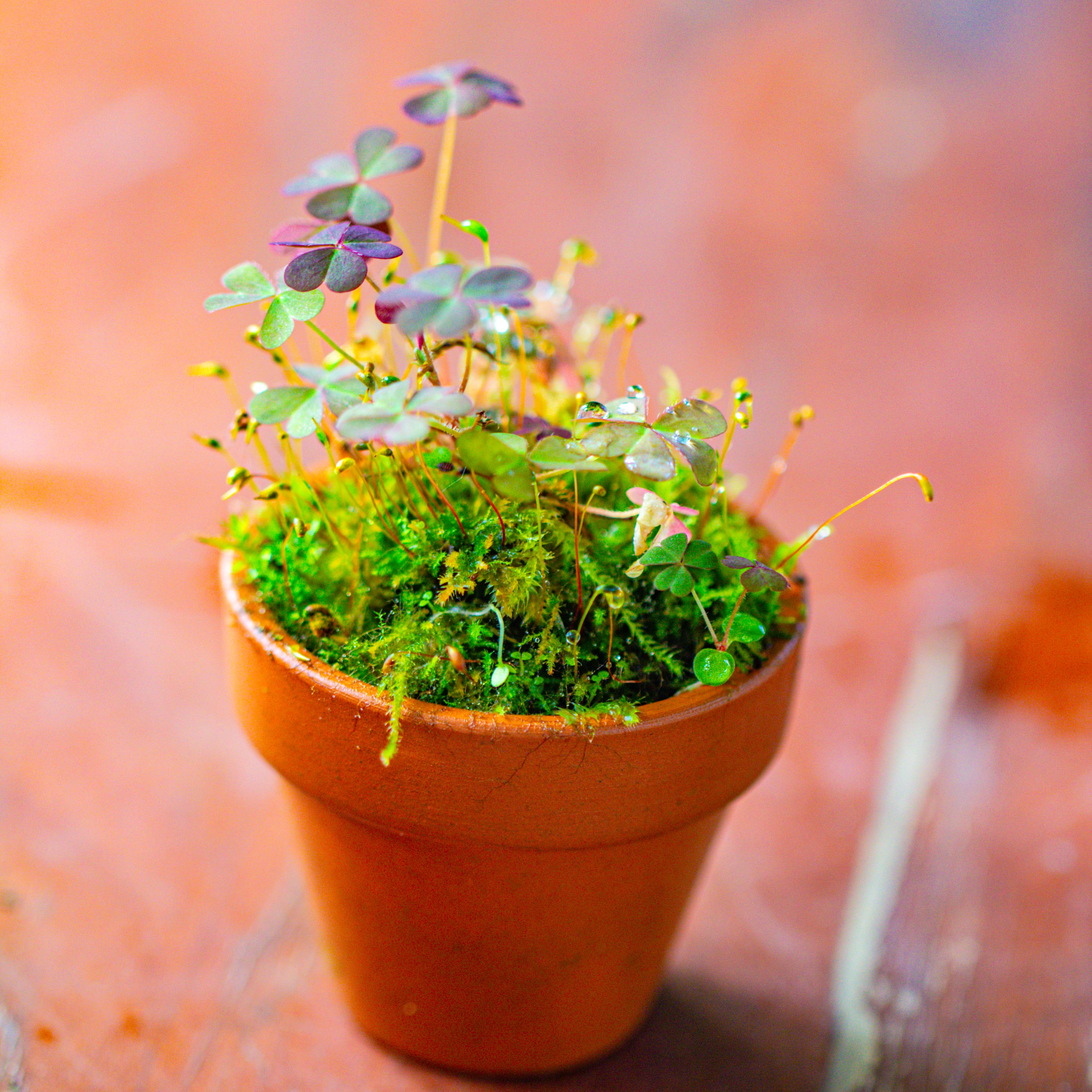 20 units Mini Red Terracotta Pot for Succulents & Moss – 4cm Height, 4.8cm Diameter - NCYPgarden