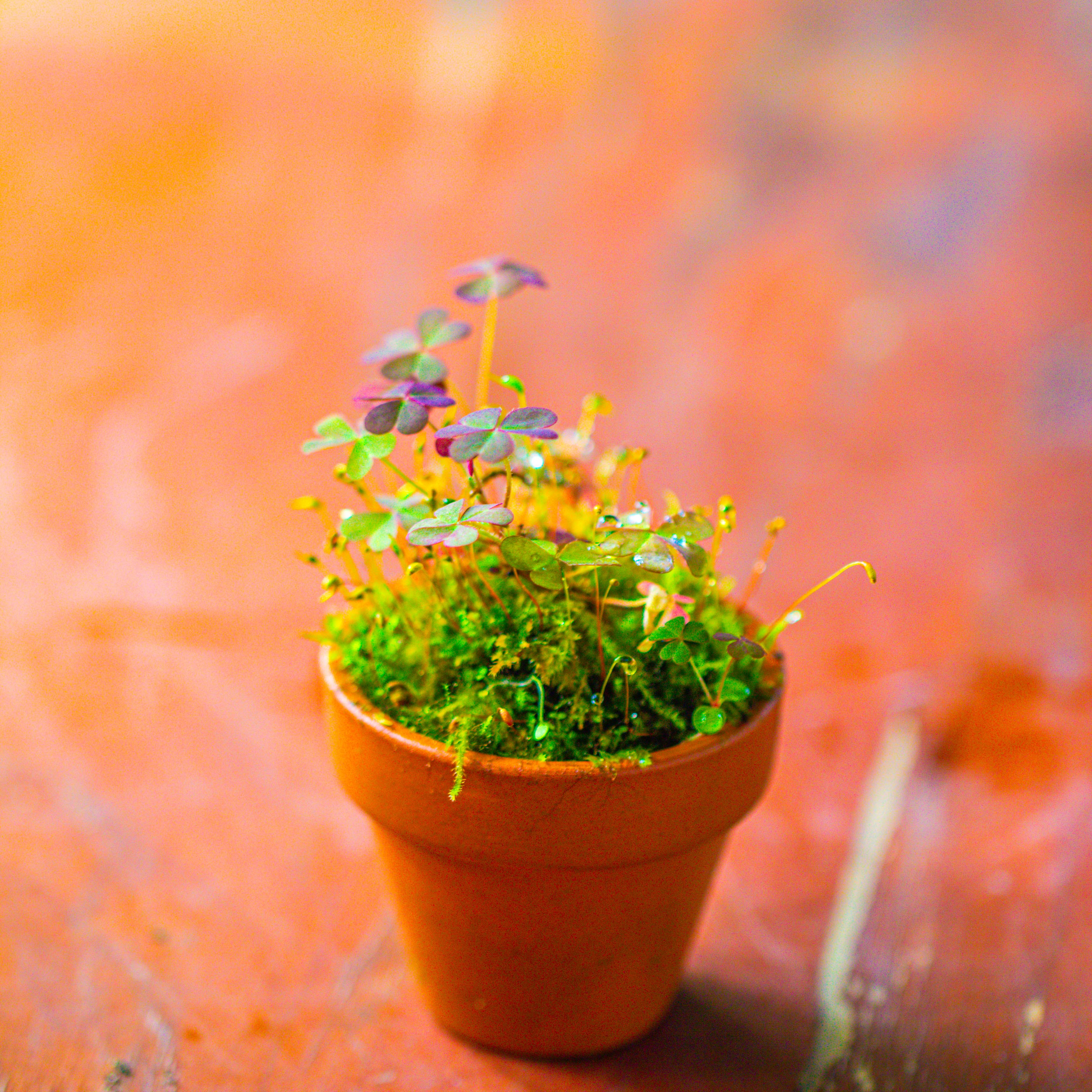 20 units Mini Red Terracotta Pot for Succulents & Moss – 4cm Height, 4.8cm Diameter - NCYPgarden