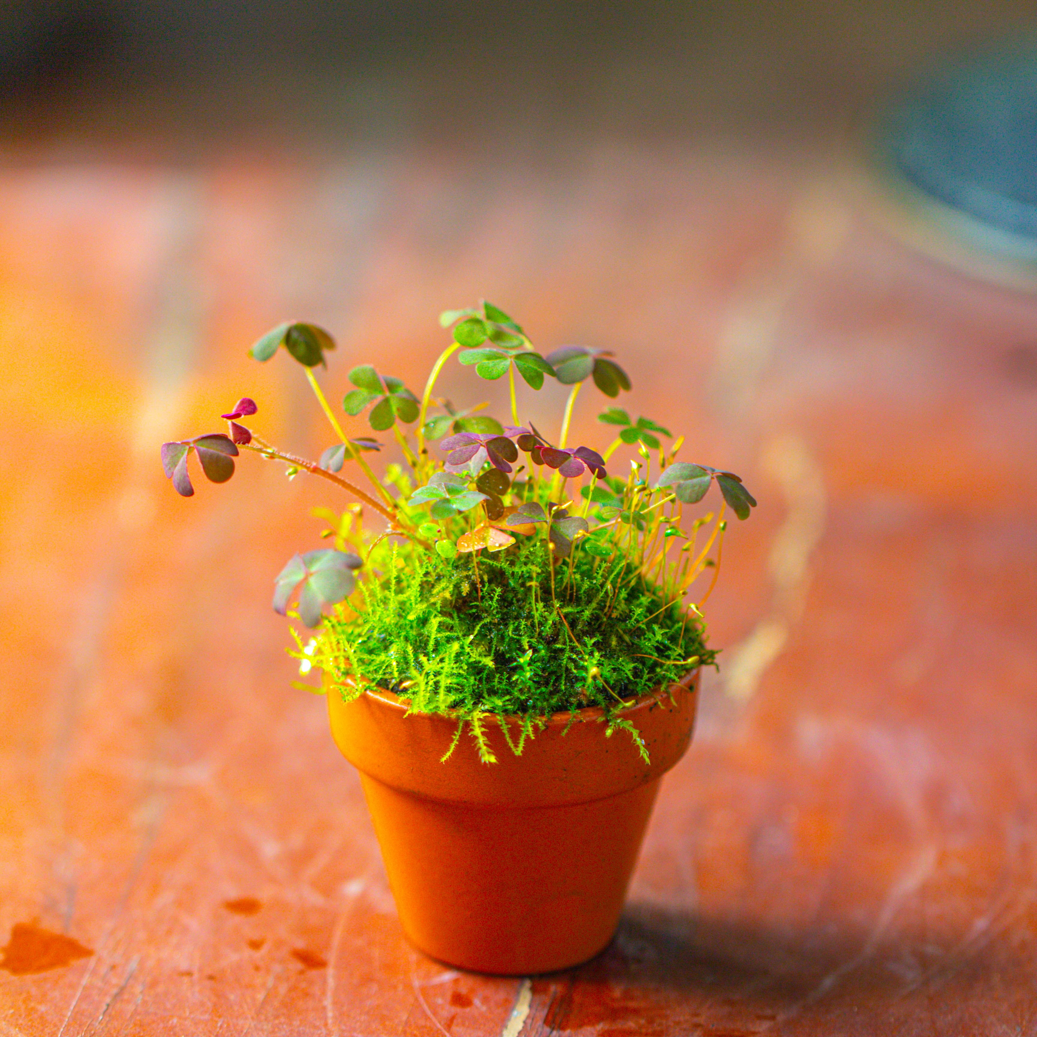 20 units Mini Red Terracotta Pot for Succulents & Moss – 4cm Height, 4.8cm Diameter - NCYPgarden