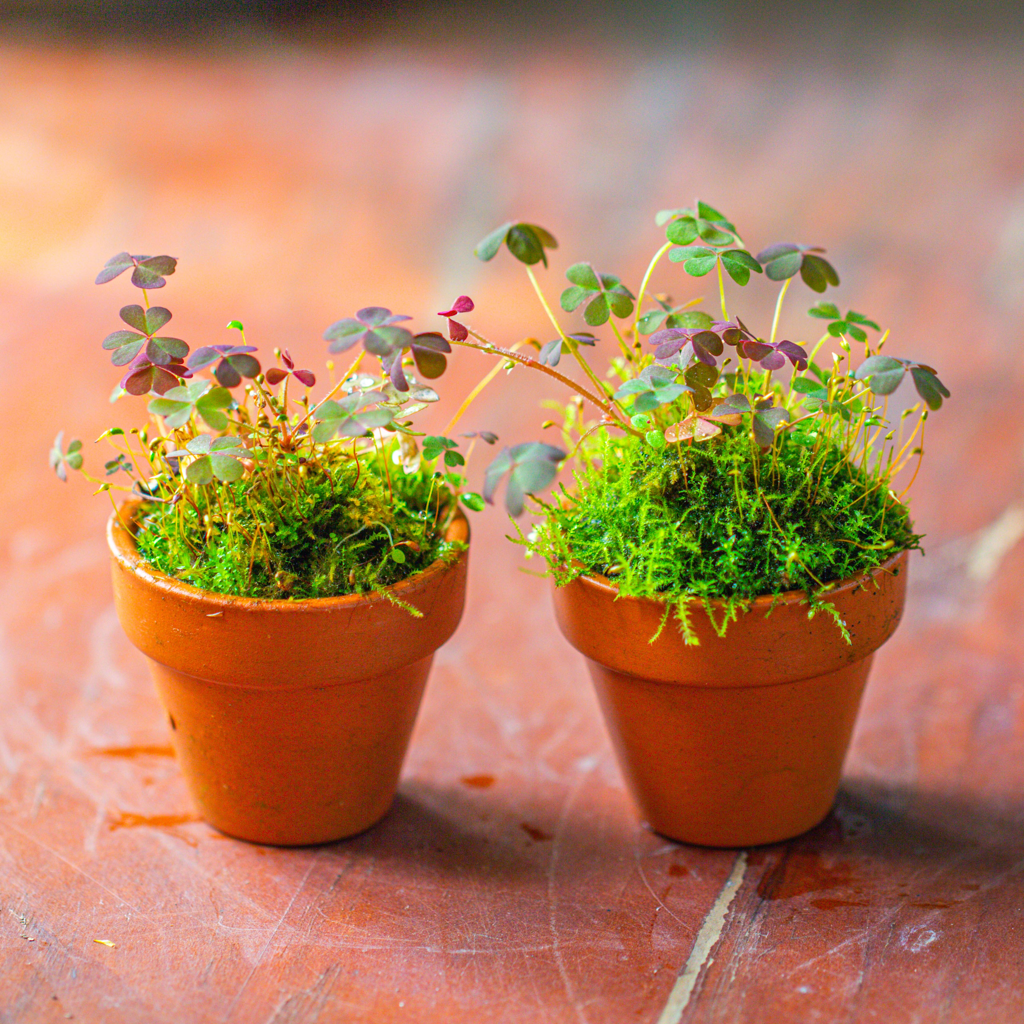 20 units Mini Red Terracotta Pot for Succulents & Moss – 4cm Height, 4.8cm Diameter - NCYPgarden