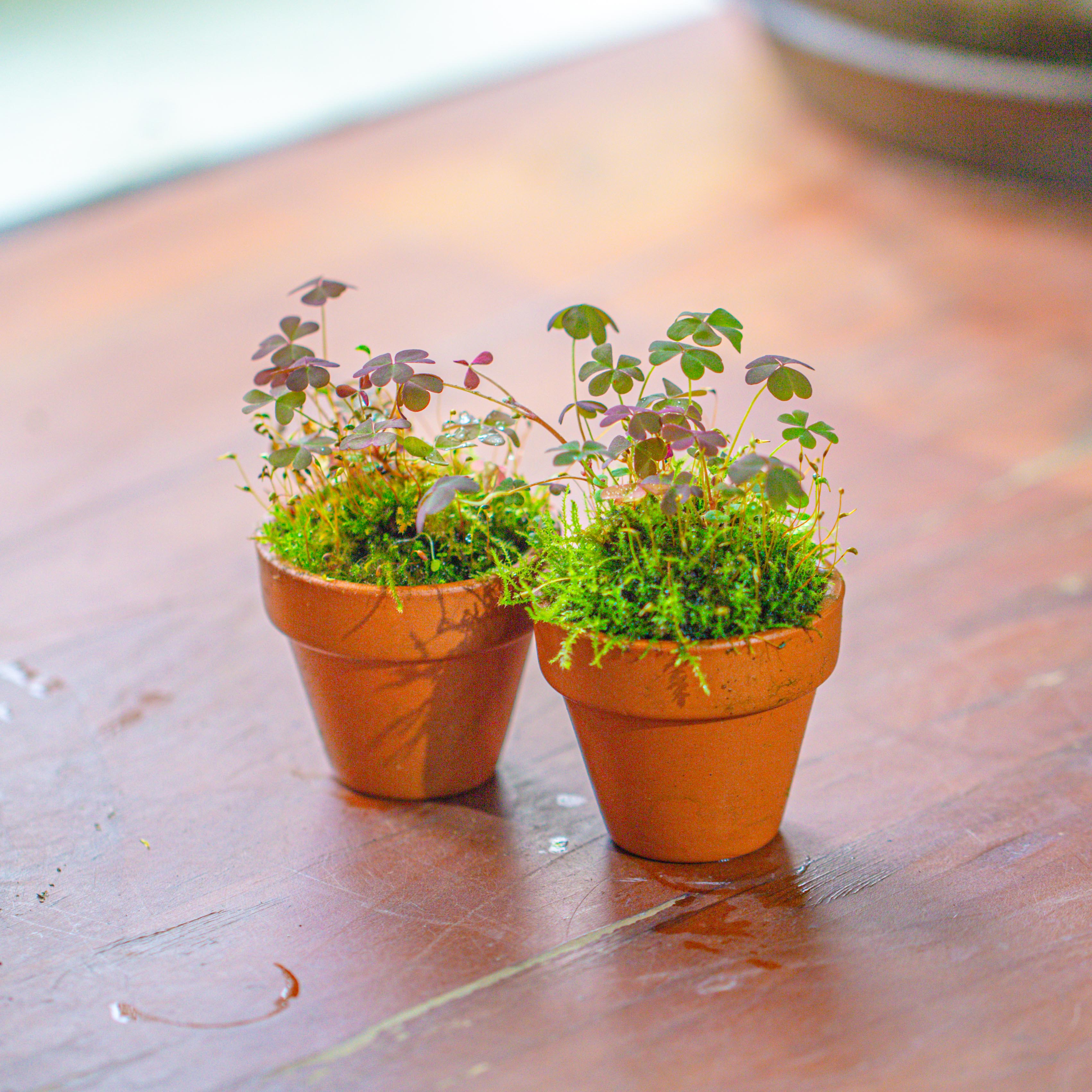 20 units Mini Red Terracotta Pot for Succulents & Moss – 4cm Height, 4.8cm Diameter - NCYPgarden