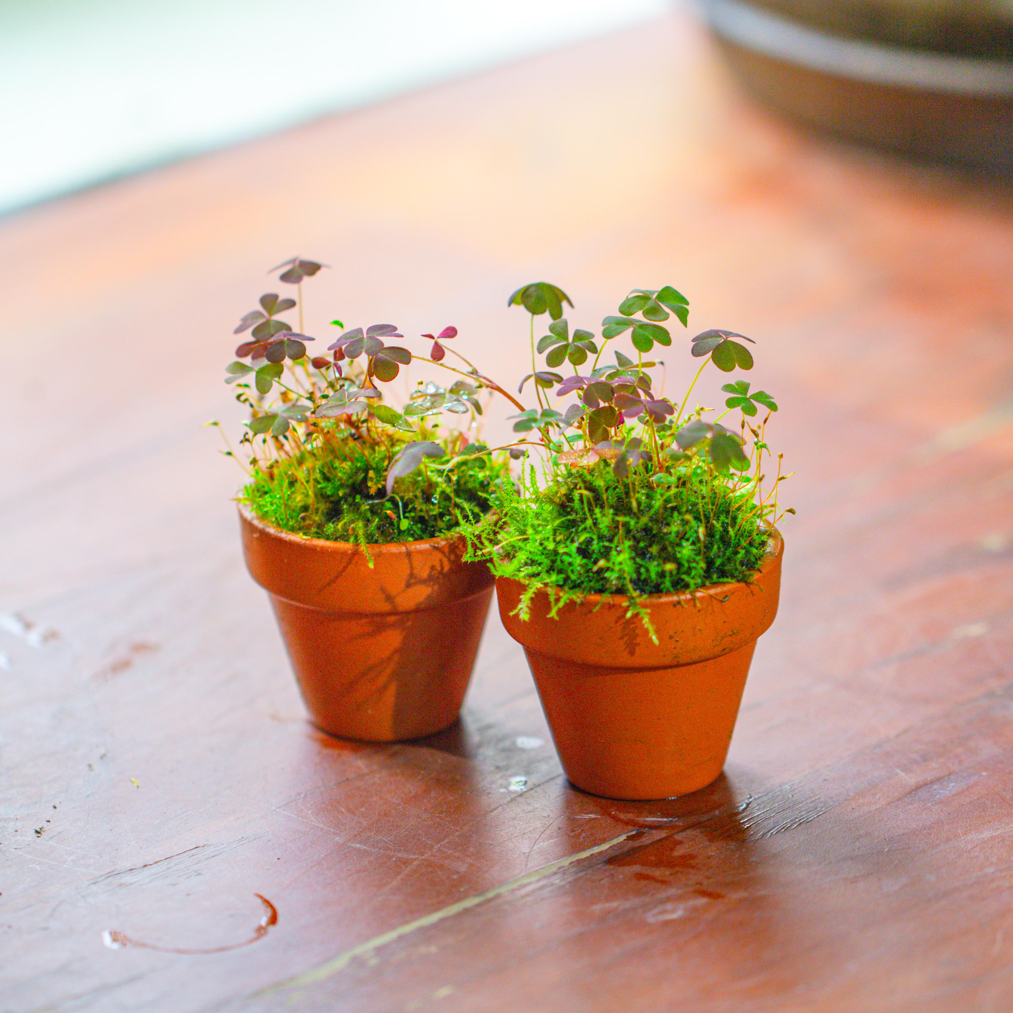 20 units Mini Red Terracotta Pot for Succulents & Moss – 4cm Height, 4.8cm Diameter - NCYPgarden