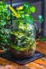 Terrarium Planting Kit Glass Jar and Black LED Grow light lAMP with Base kit, with Planting Material, DIY kit - NCYPgarden