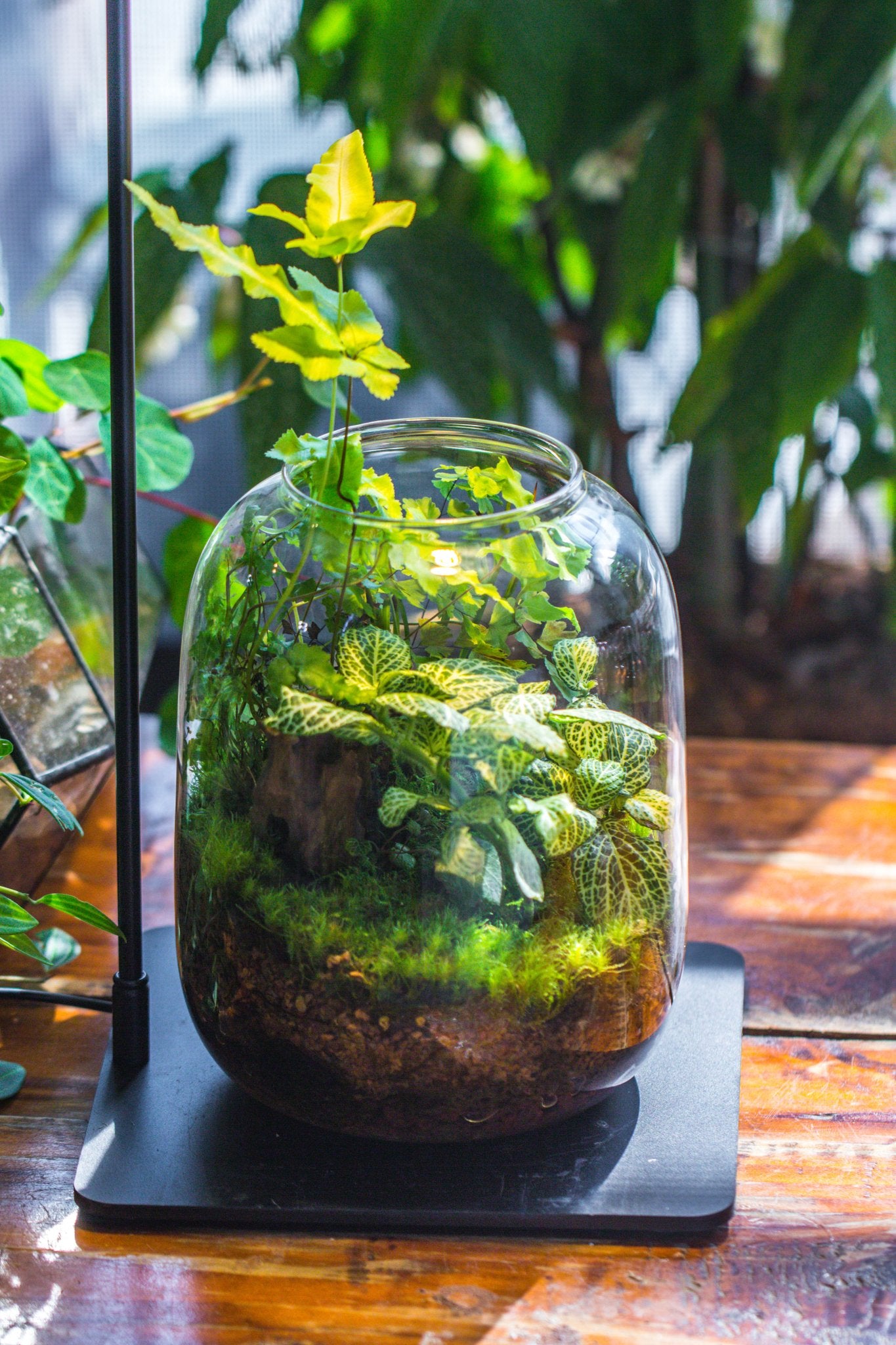 terrarium plants low light Terrarium Planting Kit Glass Jar and Black LED Grow light with Base kit, with Planting Material, DIY kit