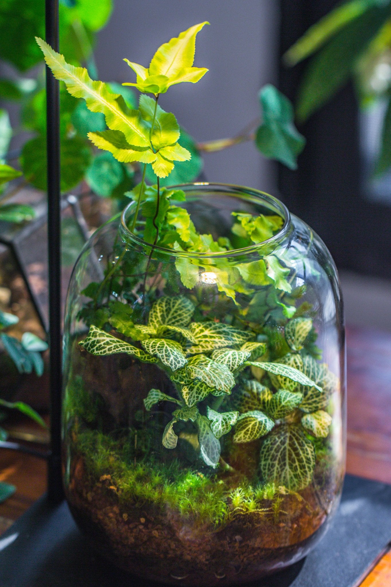 plant terrarium kit with light Terrarium Planting Kit Glass Jar and Black LED Grow light with Base kit, with Planting Material, DIY kit
