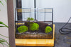 Vintge Greenhouse inspired tin and glass geometric terrarium Terarium, Close, for moss, fern, shade plants, micro landscape - NCYPgarden