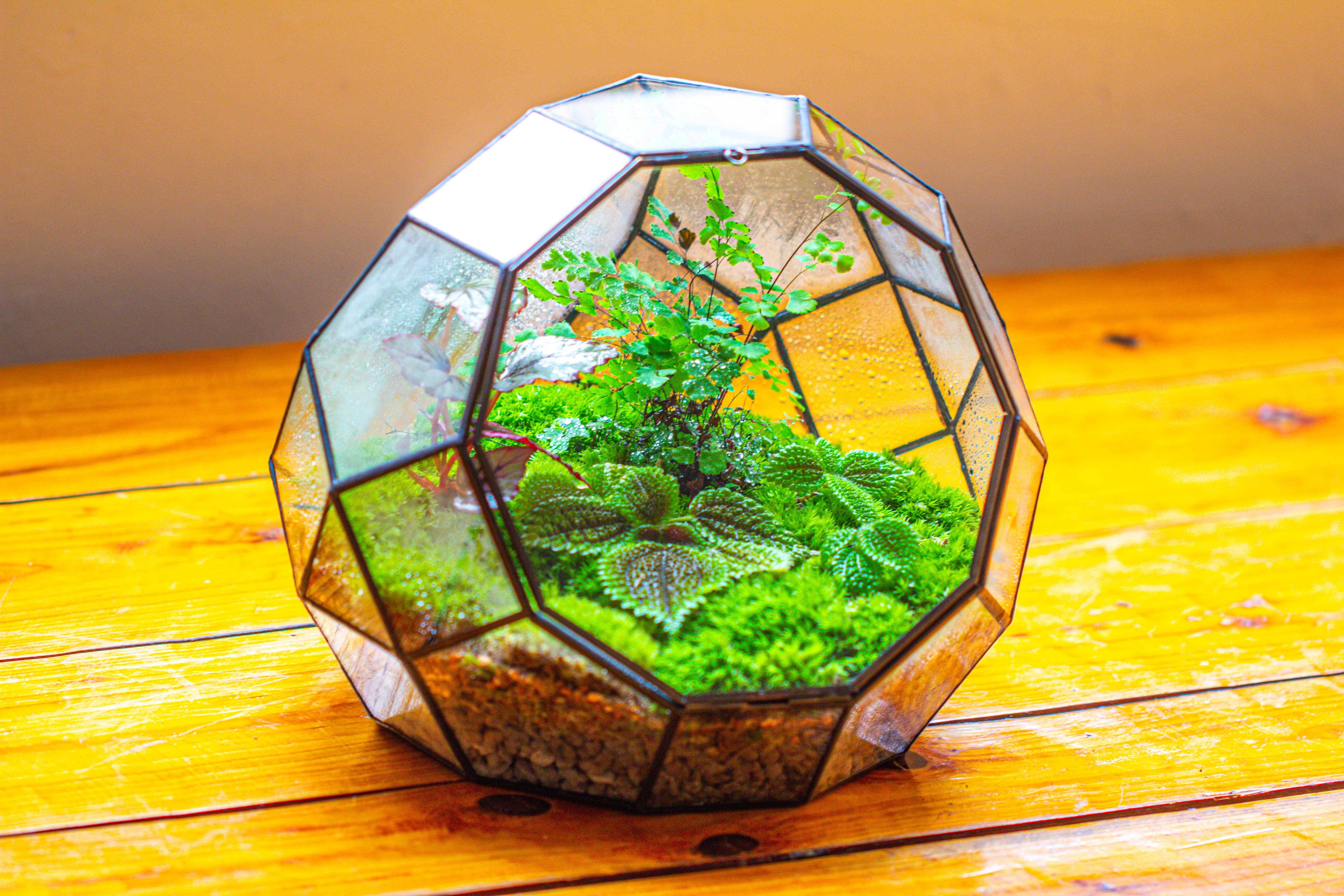 Propagation Station Glass Geometric Moon Terrarium,  Close, with door - NCYPgarden