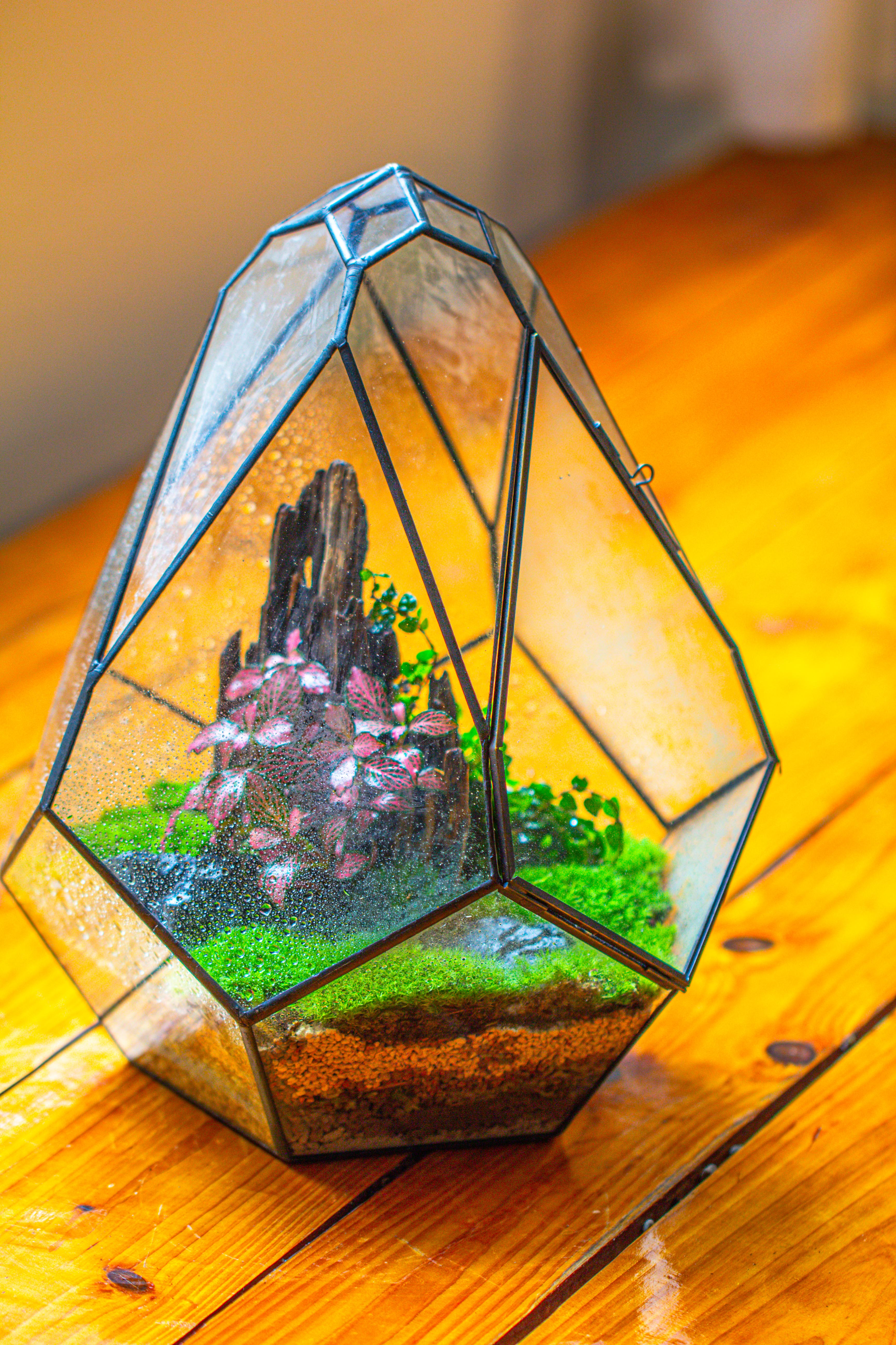 Propagation Station 13" Large Teardrop Geometric Terrarium, Close, with door - NCYPgarden