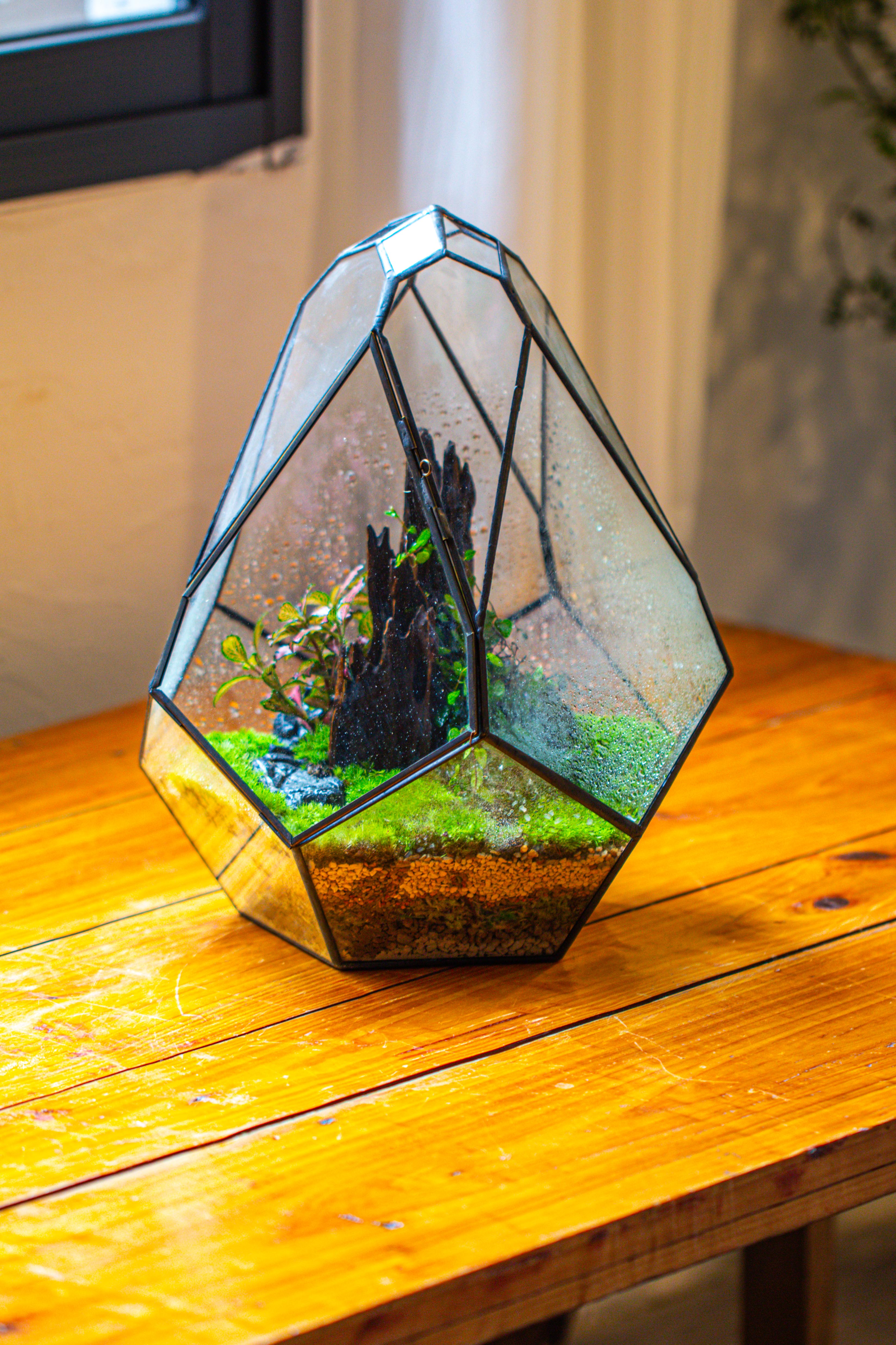 Propagation Station 13" Large Teardrop Geometric Terrarium, Close, with door - NCYPgarden