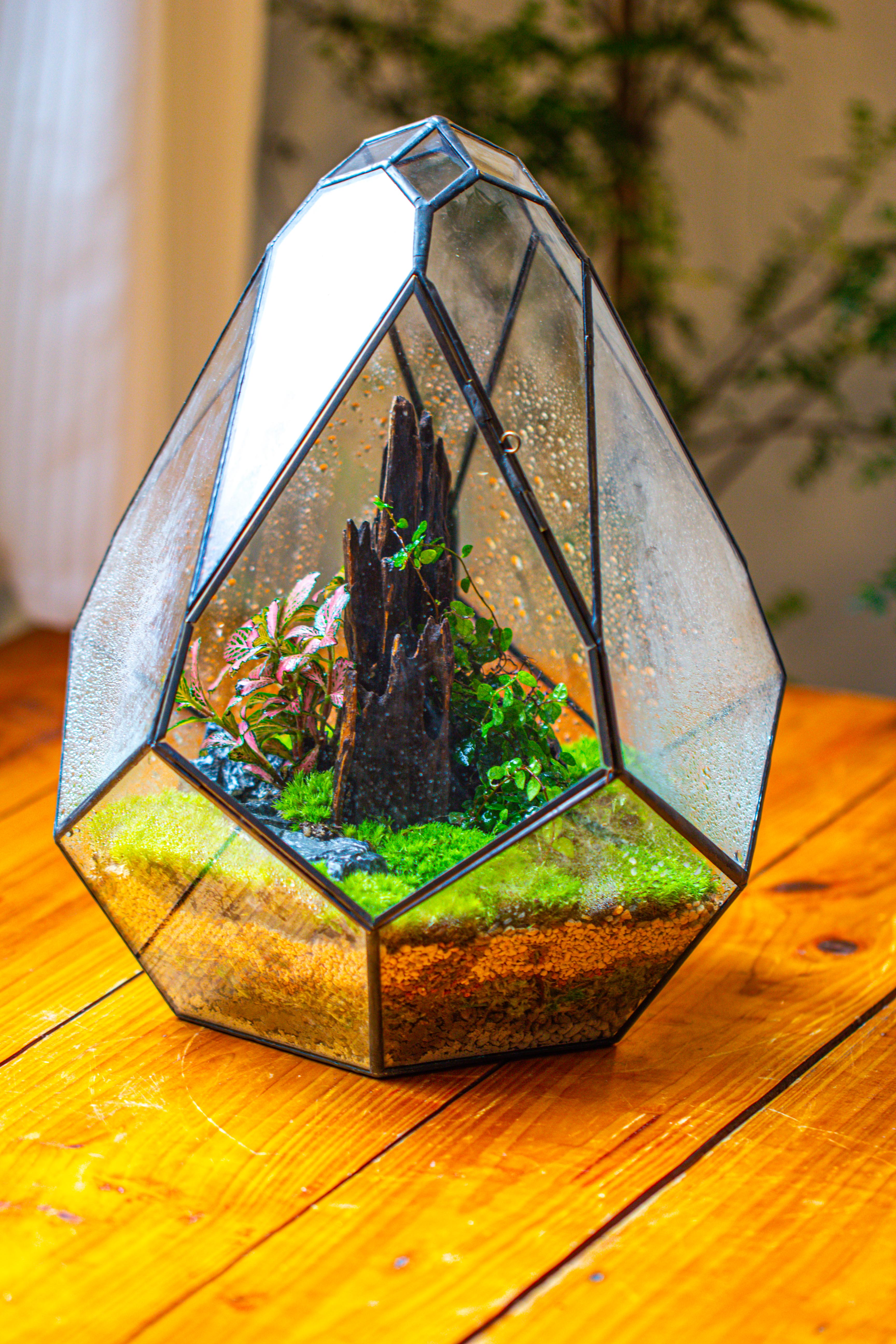 Propagation Station 13" Large Teardrop Geometric Terrarium, Close, with door - NCYPgarden