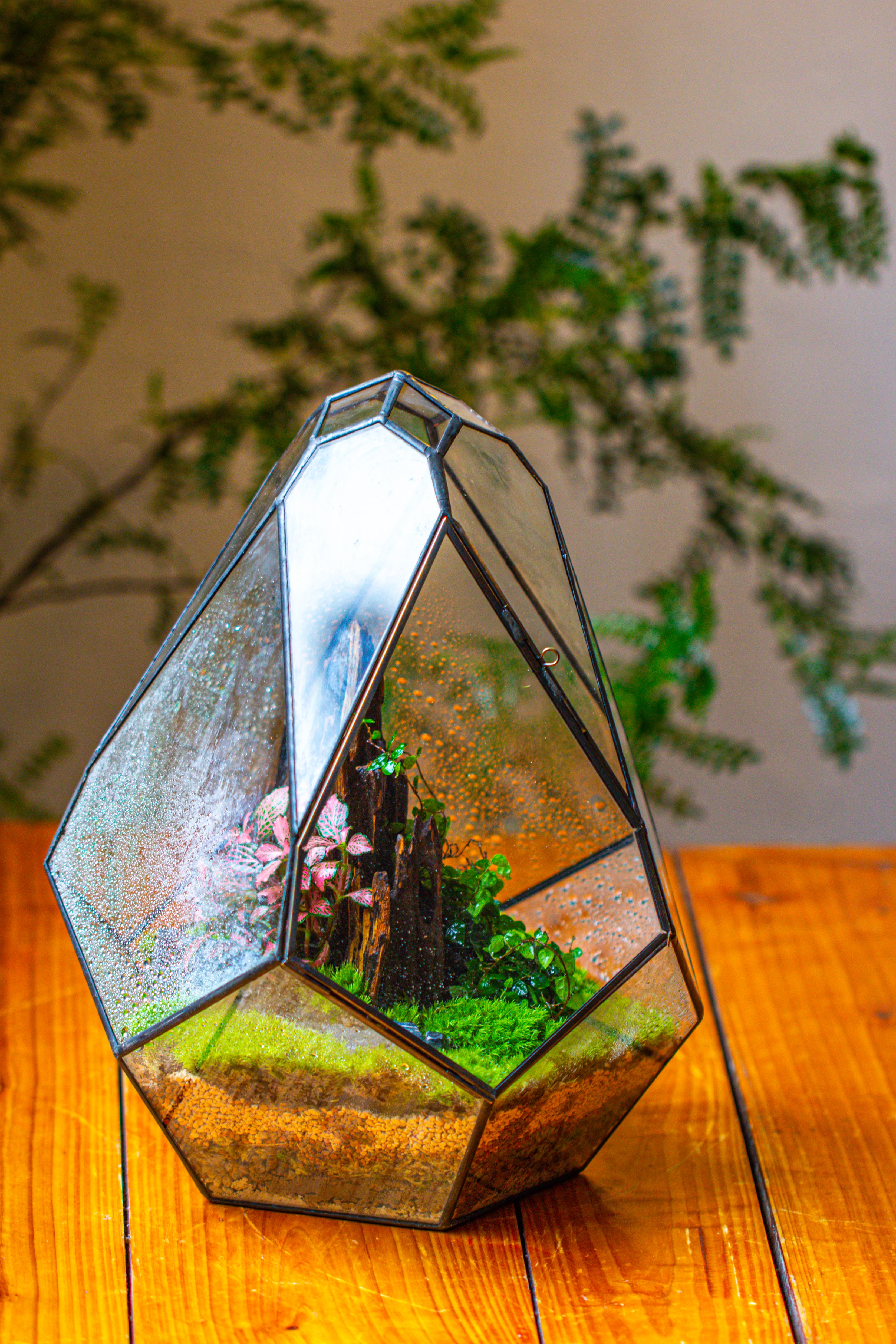 Propagation Station 13" Large Teardrop Geometric Terrarium, Close, with door - NCYPgarden