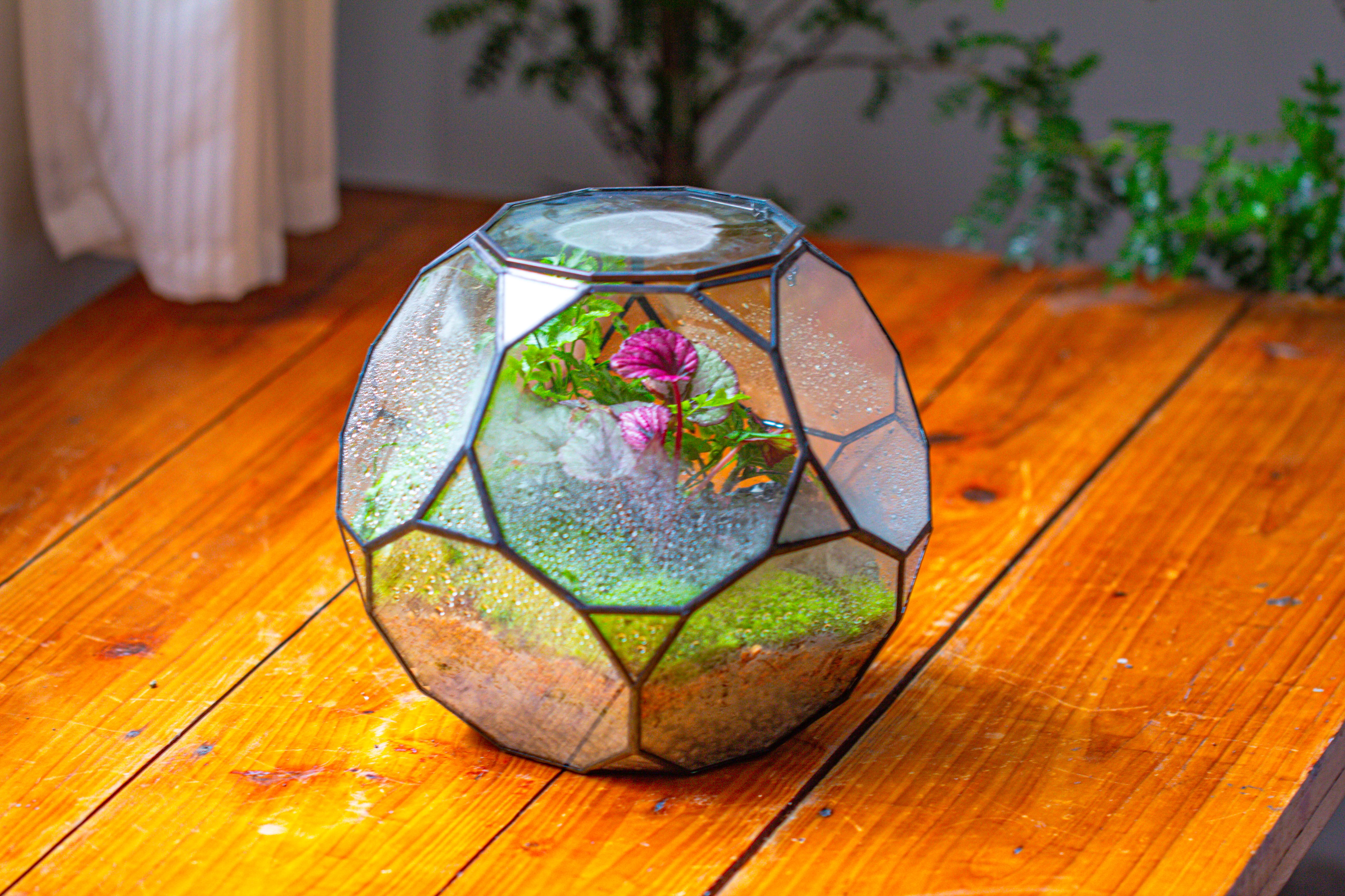 Propagation Station Glass Geometric Terrarium, 32 face , Close, with door, Truncated Dodecahedron - NCYPgarden