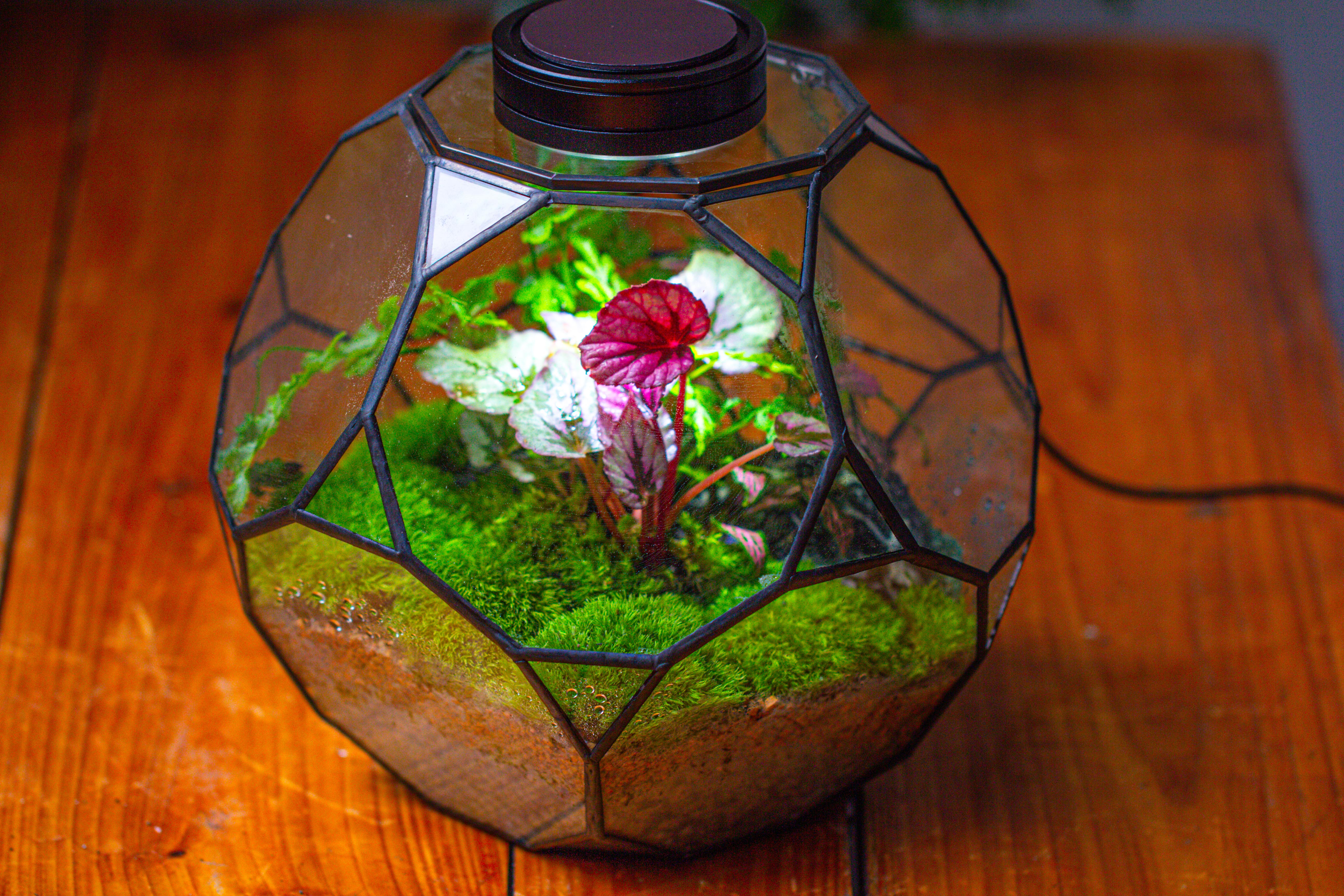 Propagation Station Glass Geometric Terrarium, 32 face , Close, with door, Truncated Dodecahedron - NCYPgarden
