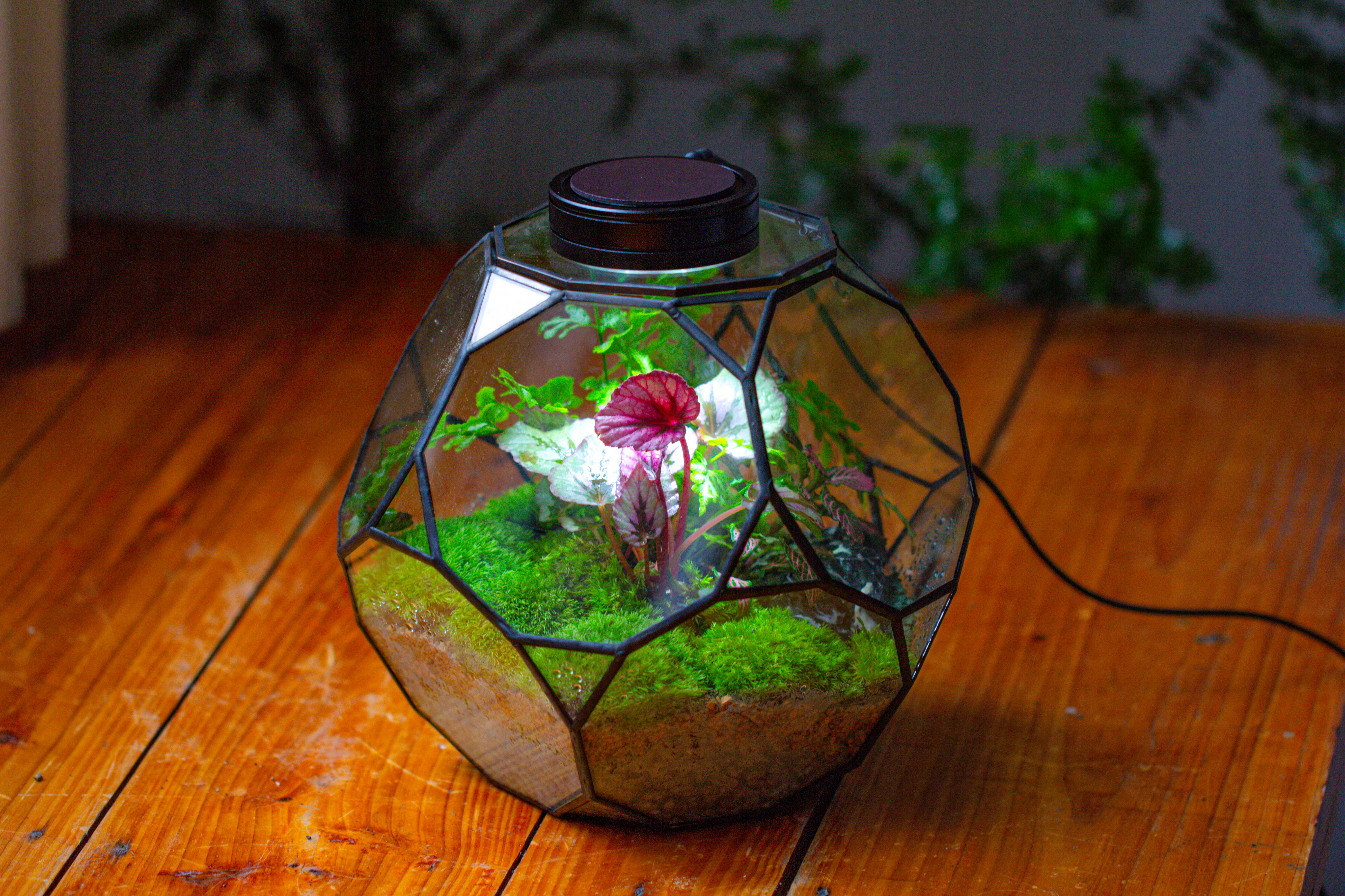 Propagation Station Glass Geometric Terrarium, 32 face , Close, with door, Truncated Dodecahedron - NCYPgarden