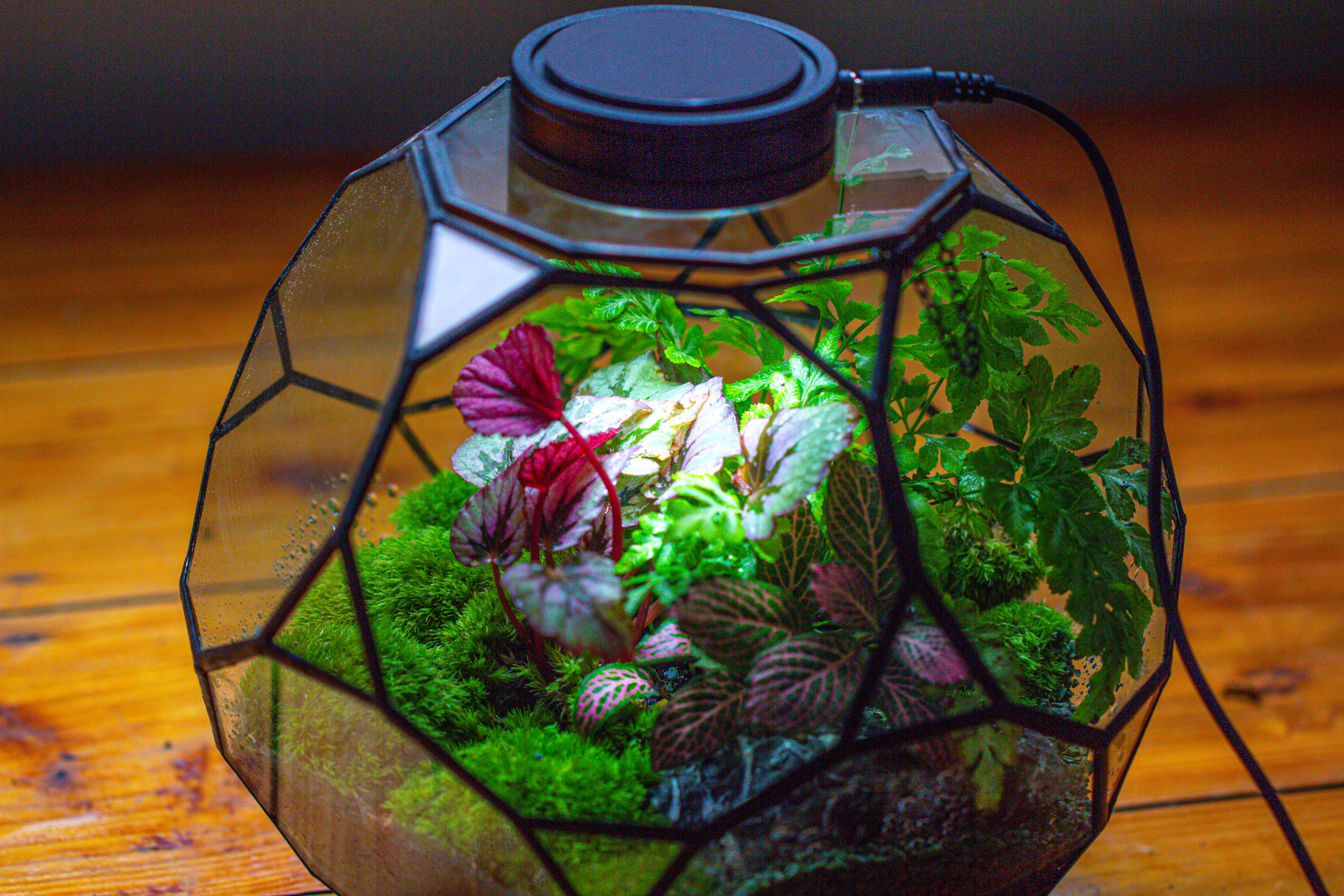 Propagation Station Glass Geometric Terrarium, 32 face , Close, with door, Truncated Dodecahedron - NCYPgarden