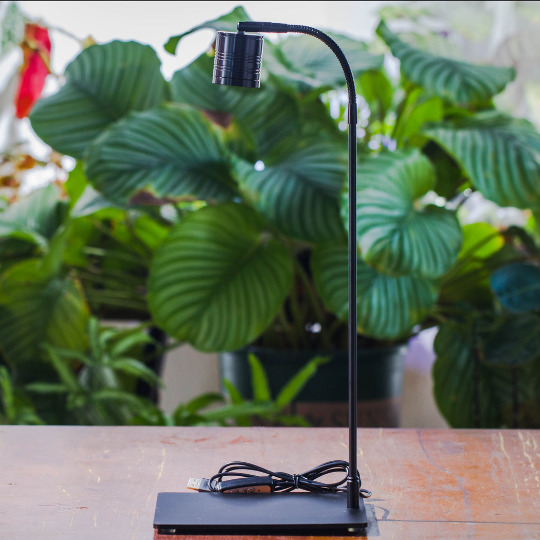5W Warm White Black LED Grow Light adjustable with Black Matte Stand, or terrarium, moss, shade plants, Multi Size Available customizable    -39cm / 15.4 - NCYPgarden