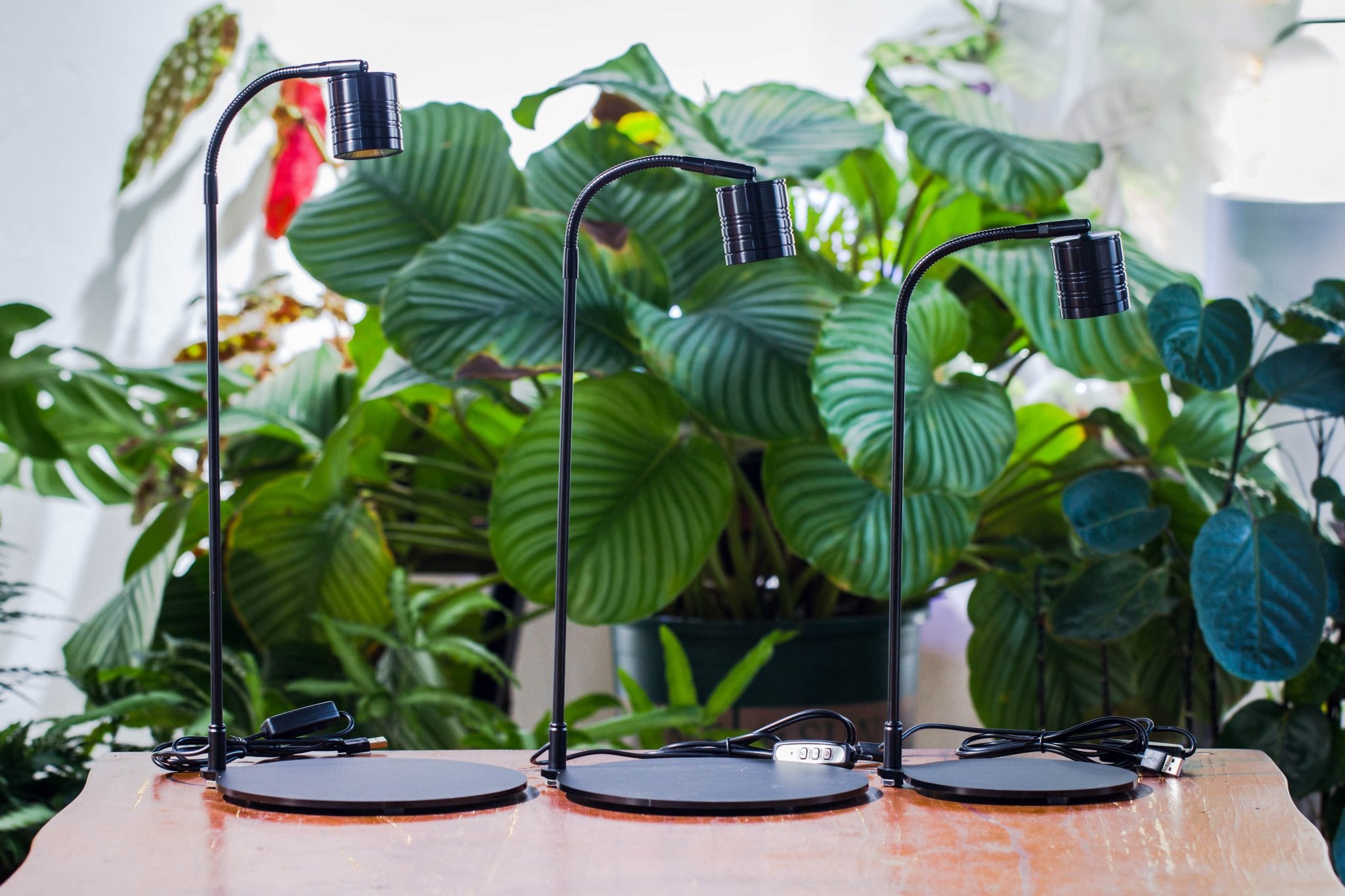 philips hue lights for growing plants 5W Warm White Black LED Grow Light adjustable with Black Matte Stand, or terrarium, moss, shade plants, Multi Size Available customizable -39cm / 15.4