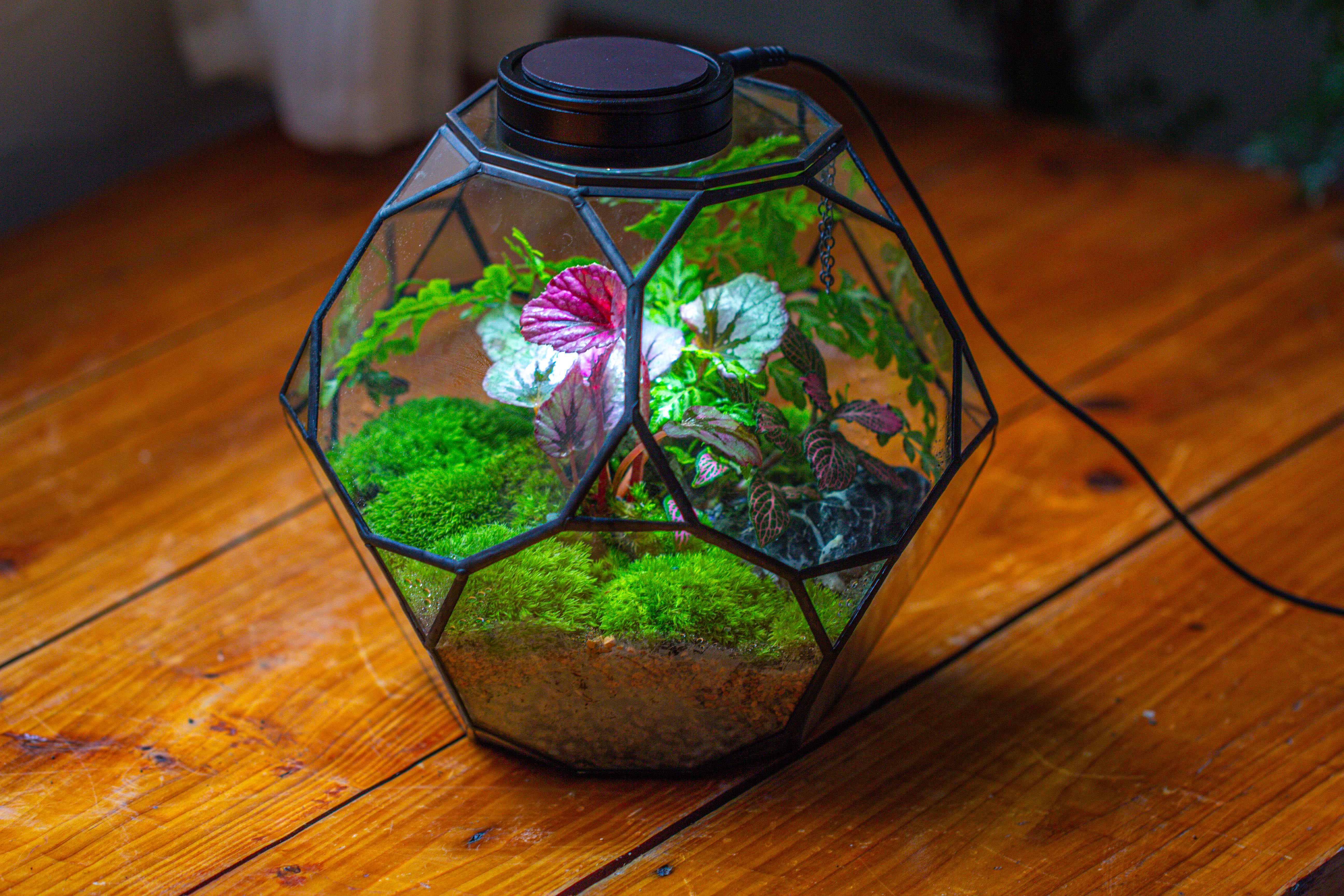 Propagation Station Glass Geometric Terrarium, 32 face , Close, with door, Truncated Dodecahedron - NCYPgarden