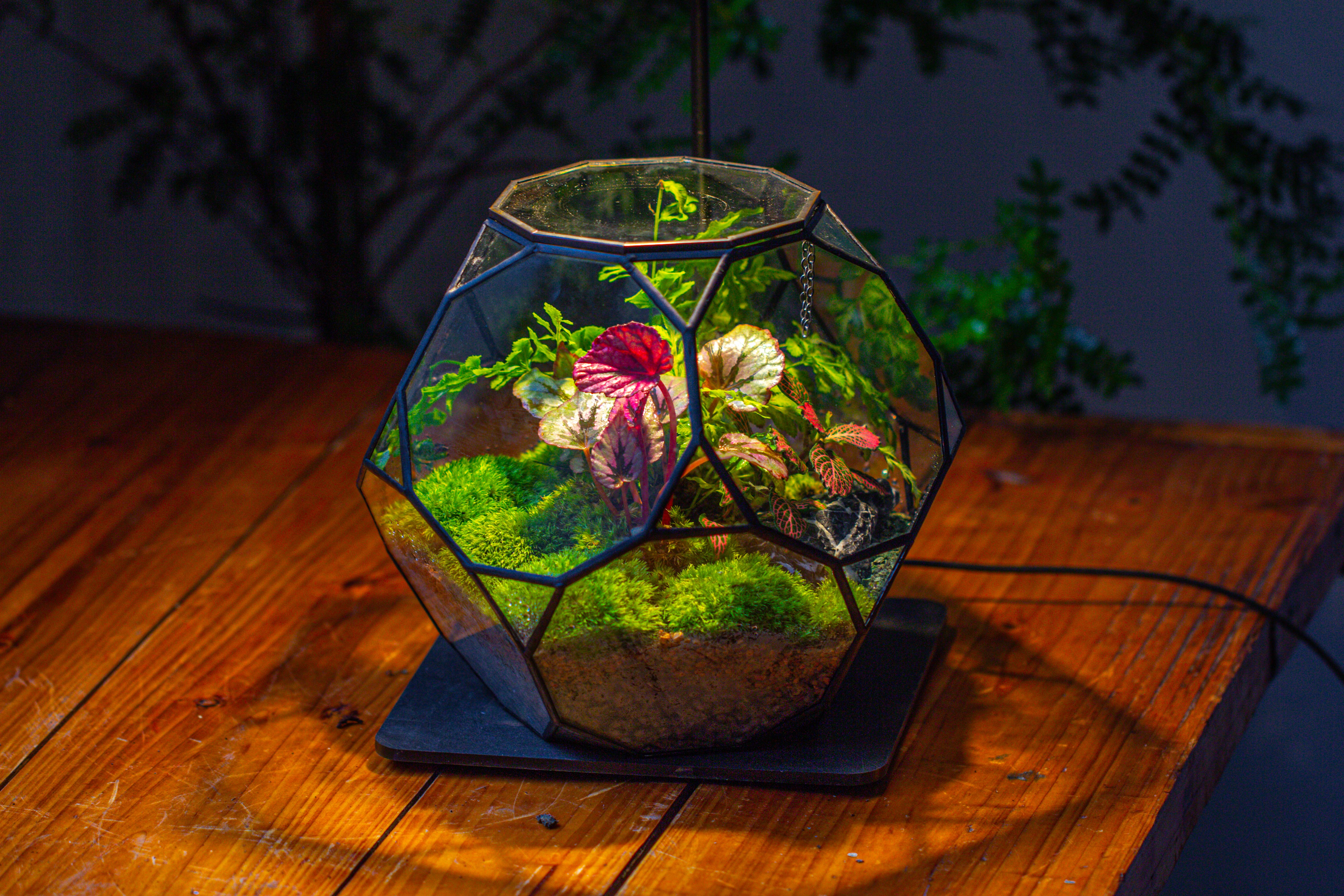 Propagation Station Glass Geometric Terrarium, 32 face , Close, with door, Truncated Dodecahedron - NCYPgarden