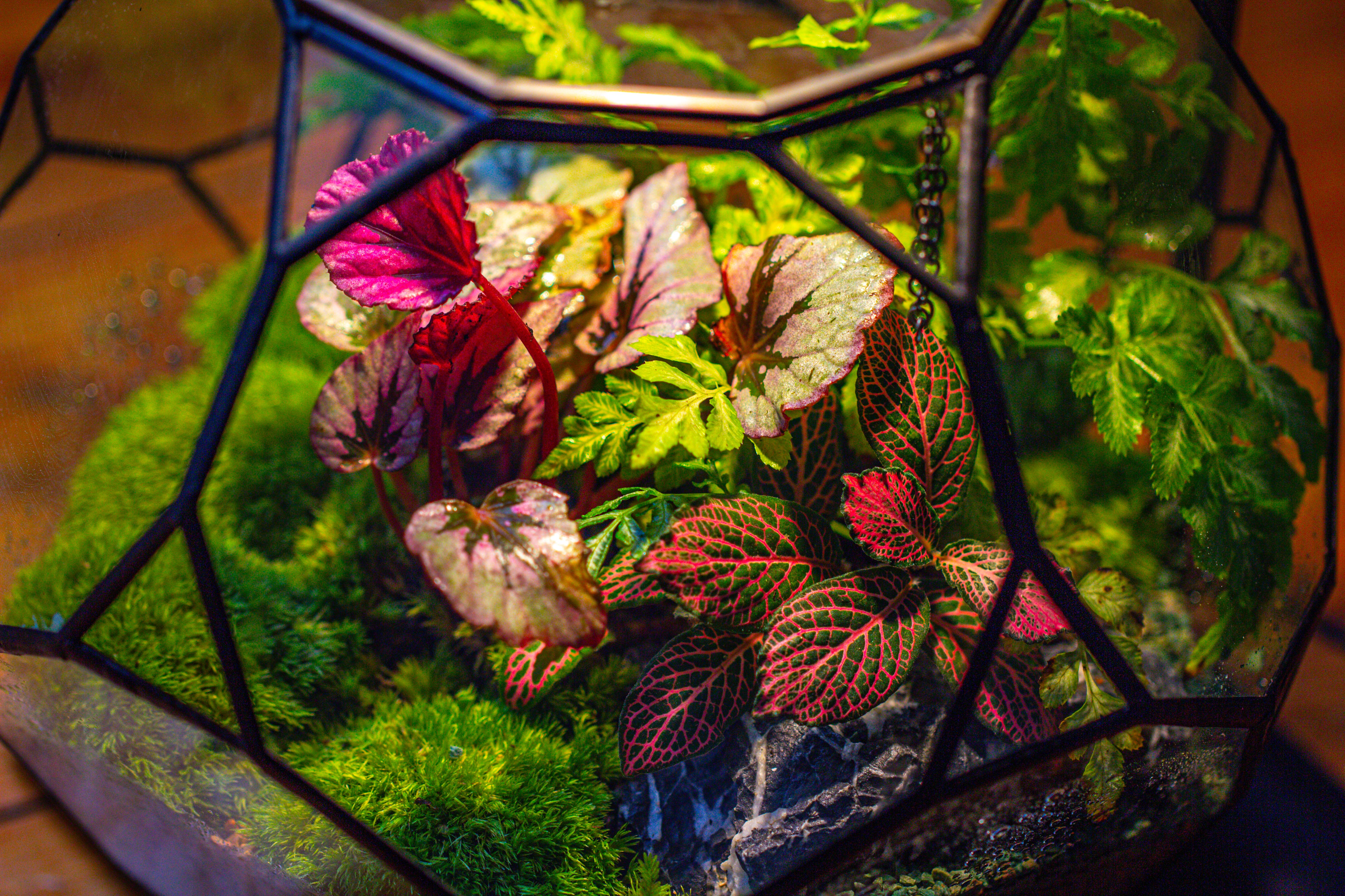 Propagation Station Glass Geometric Terrarium, 32 face , Close, with door, Truncated Dodecahedron - NCYPgarden