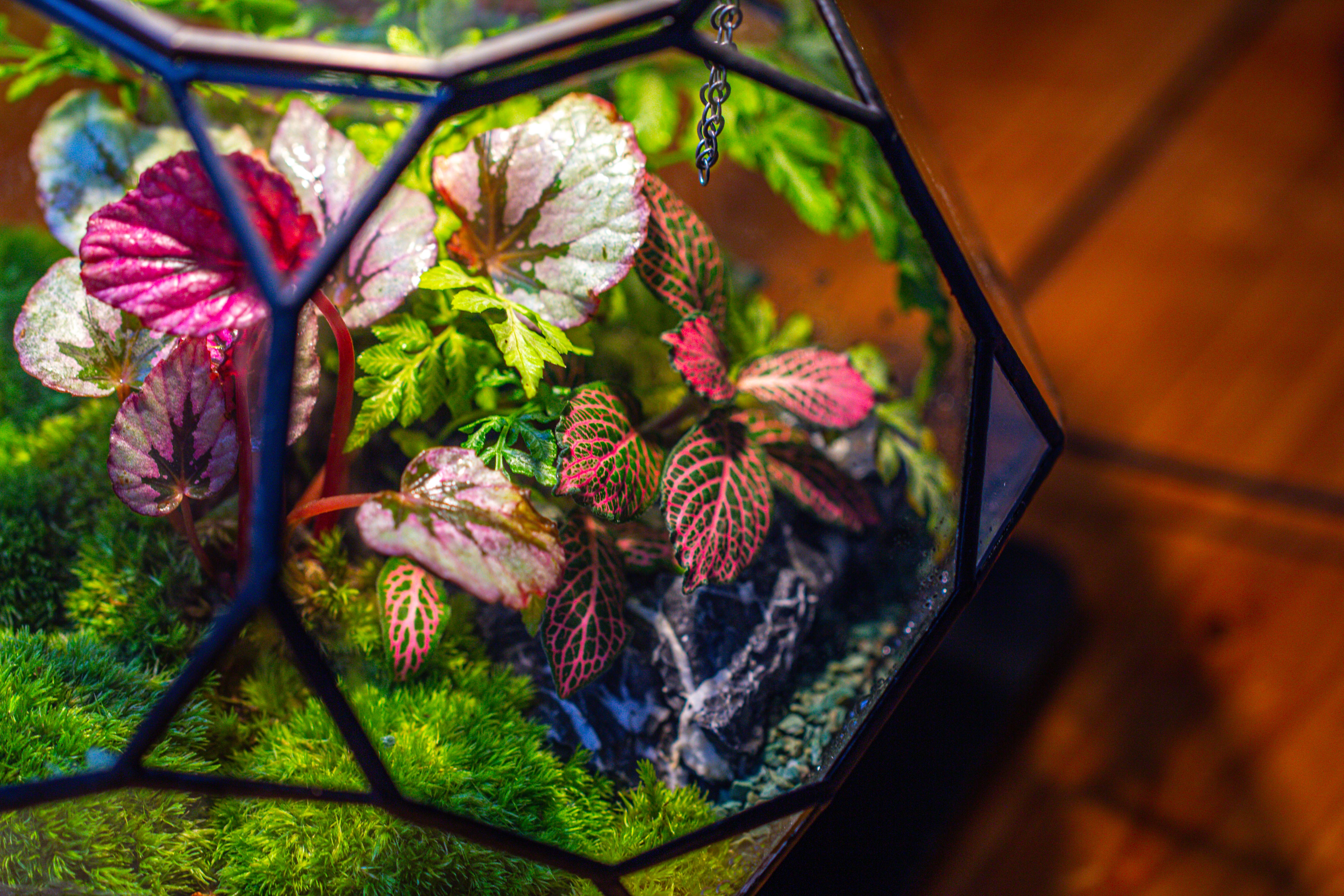 Propagation Station Glass Geometric Terrarium, 32 face , Close, with door, Truncated Dodecahedron - NCYPgarden