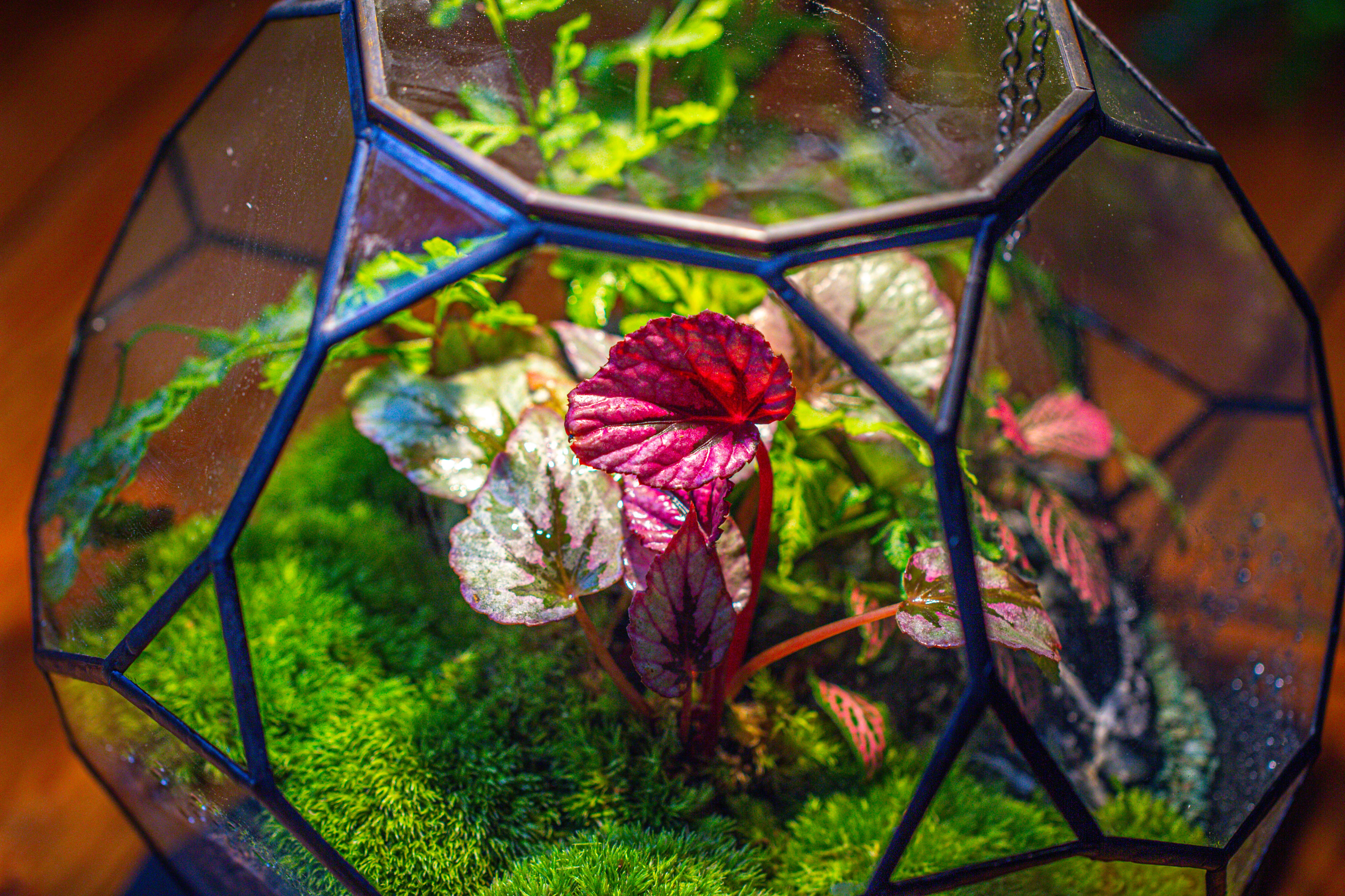 Propagation Station Glass Geometric Terrarium, 32 face , Close, with door, Truncated Dodecahedron - NCYPgarden