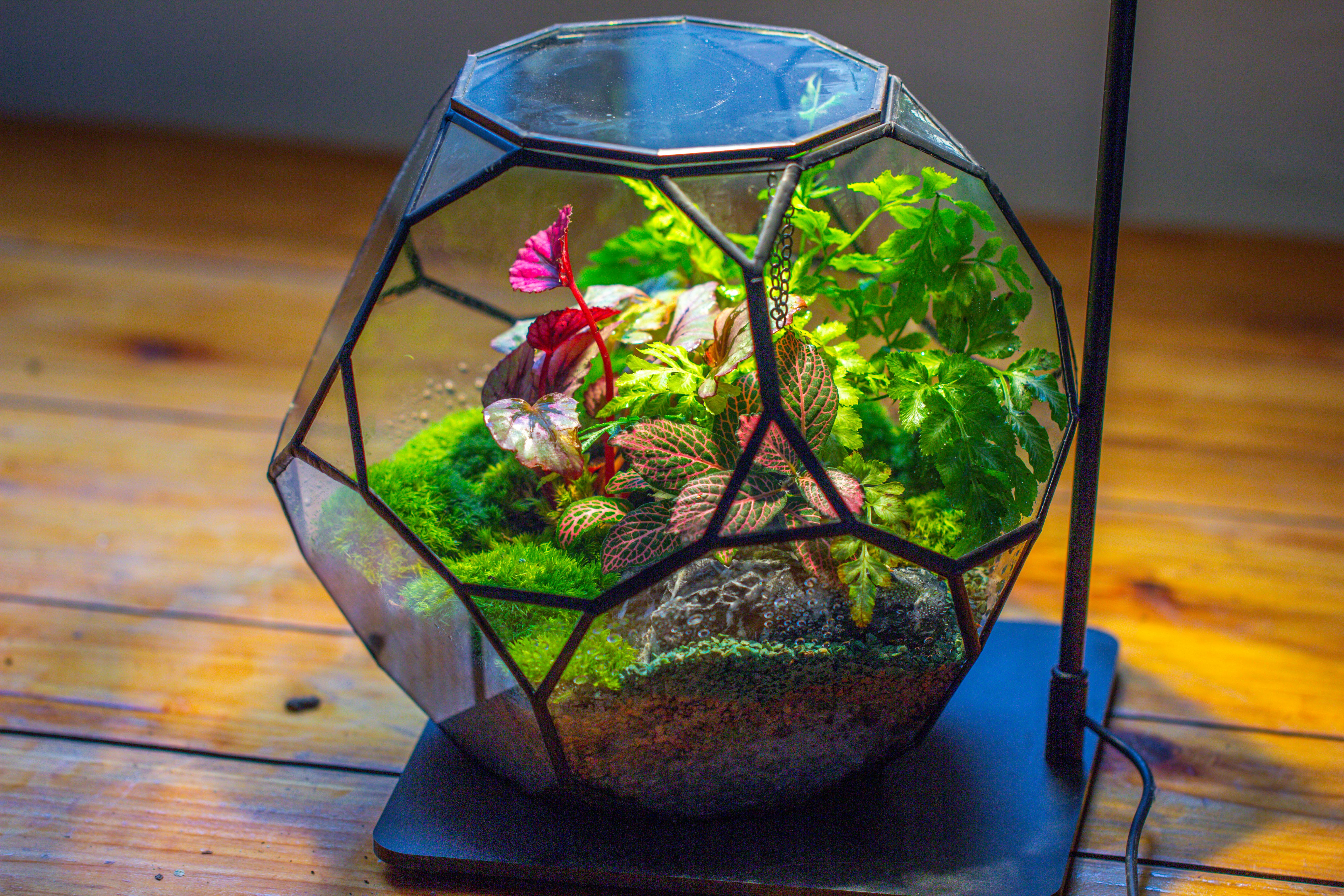 Propagation Station Glass Geometric Terrarium, 32 face , Close, with door, Truncated Dodecahedron - NCYPgarden